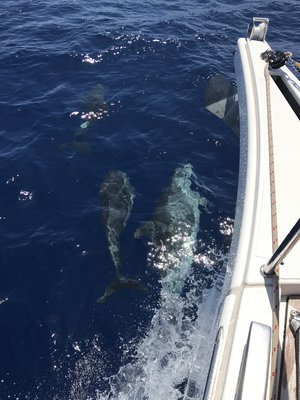 Dolphins en route