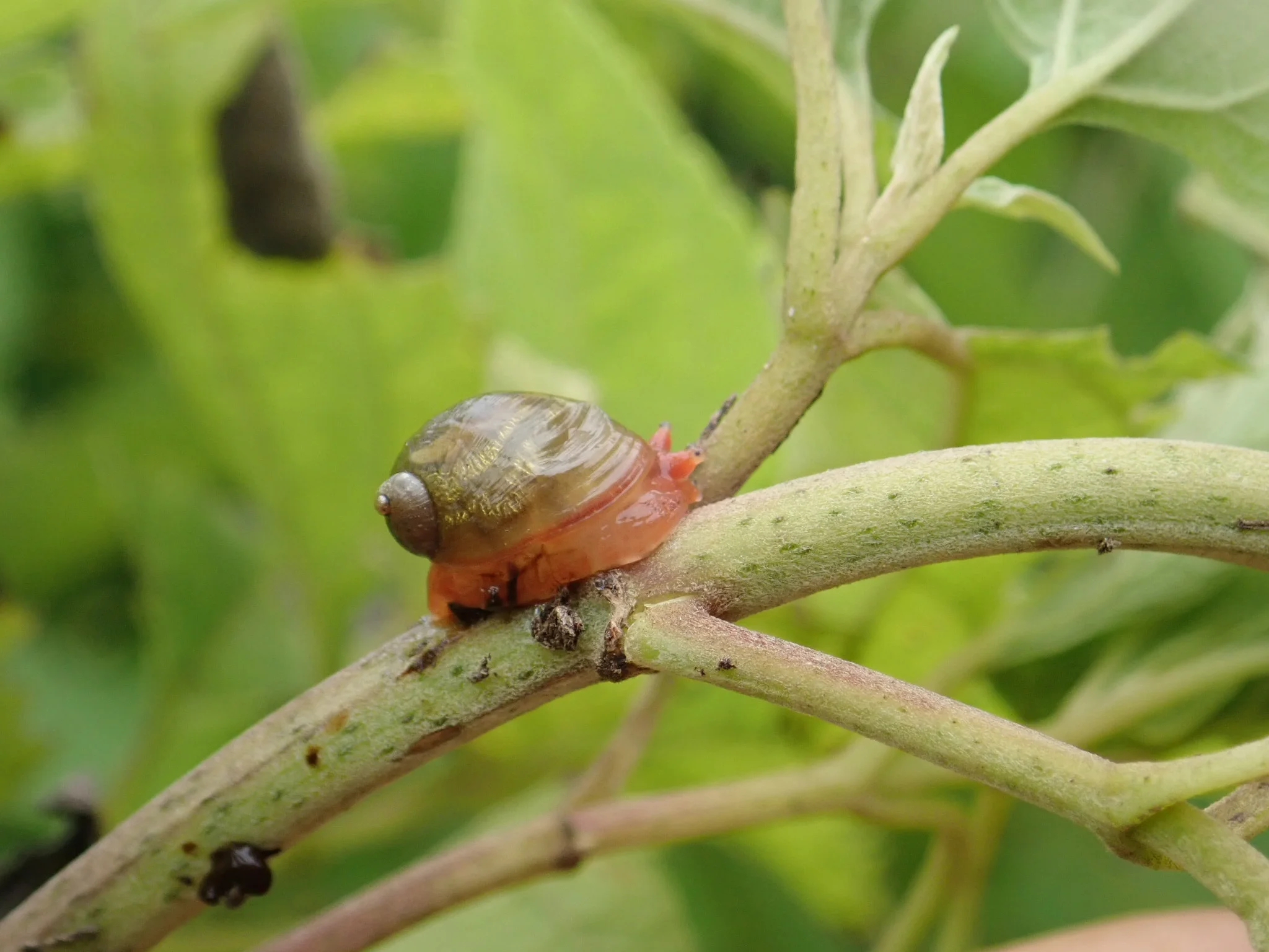 St Helena too good to leave — Sailing Around the World the