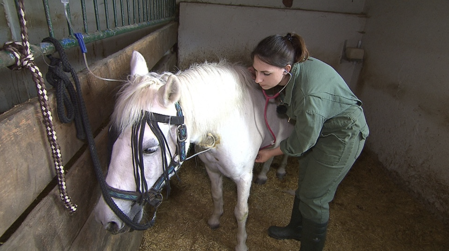 Tierischer Einsatz Bayern BR, Achtteiliger Serie Januar 2018 Produktion: isarflimmern fernsehproduktion GmbH und Cutflow GmbH