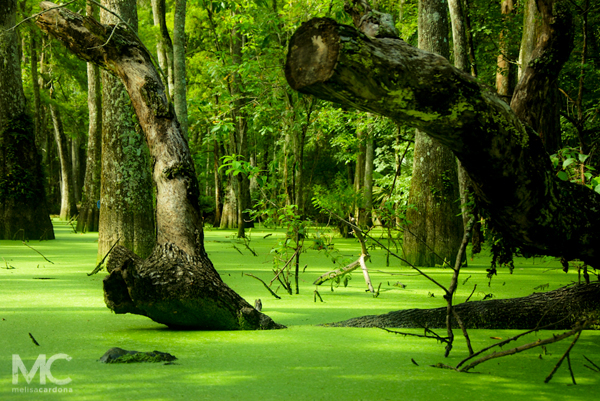 Swamp 5.jpg