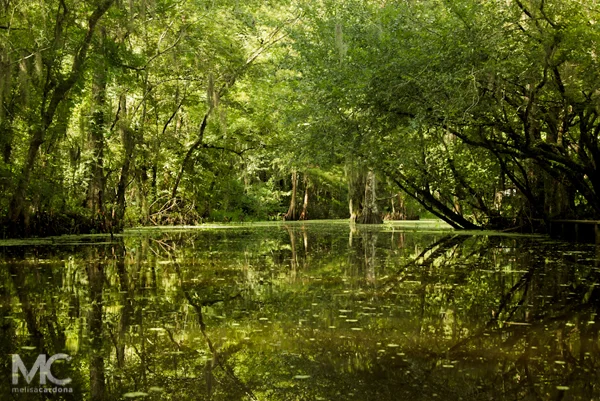Swamp 6.jpg
