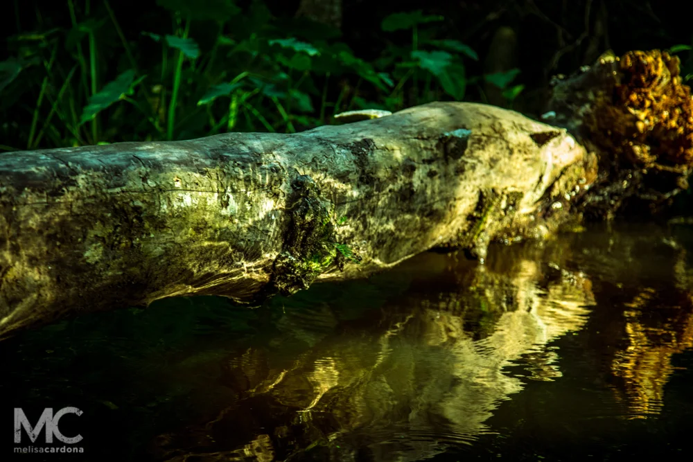 Swamp for Nick_web-3507.jpg