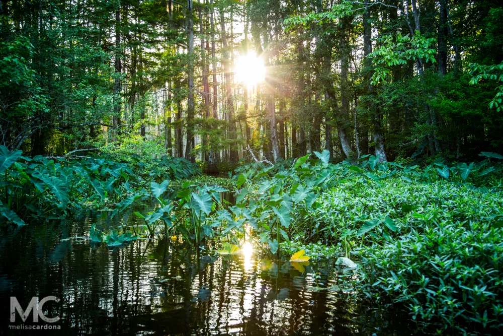 Swamp for Nick_web-3606.jpg