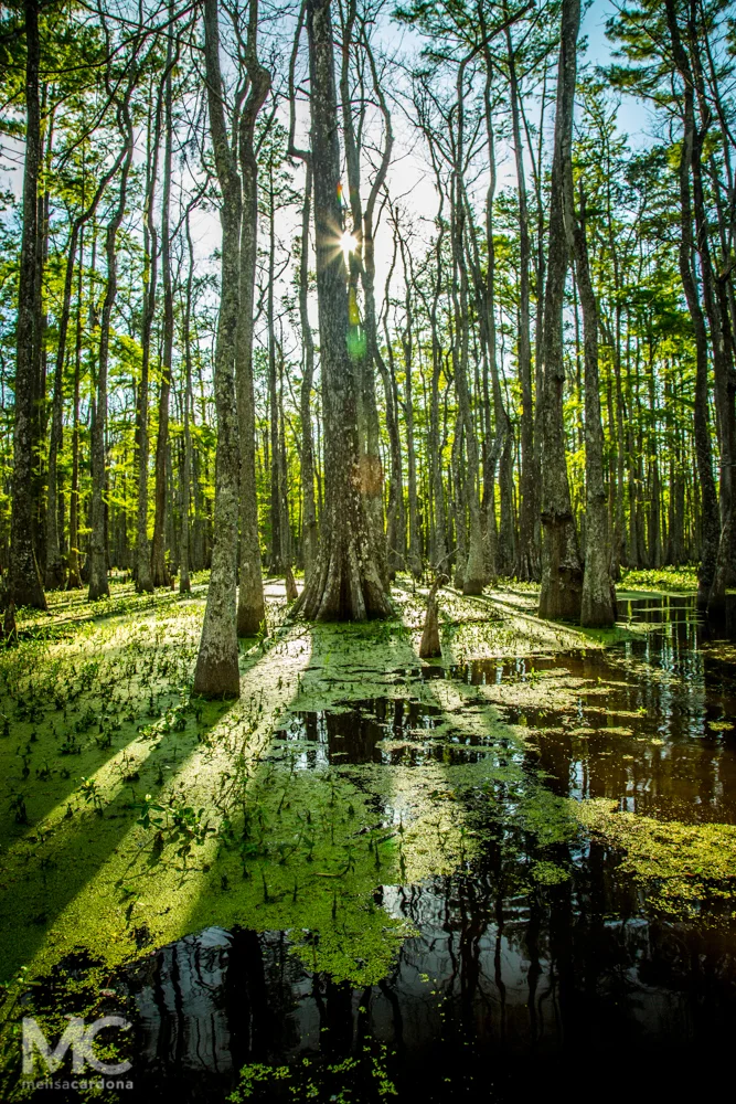 Swamp for Nick_web-3533.jpg
