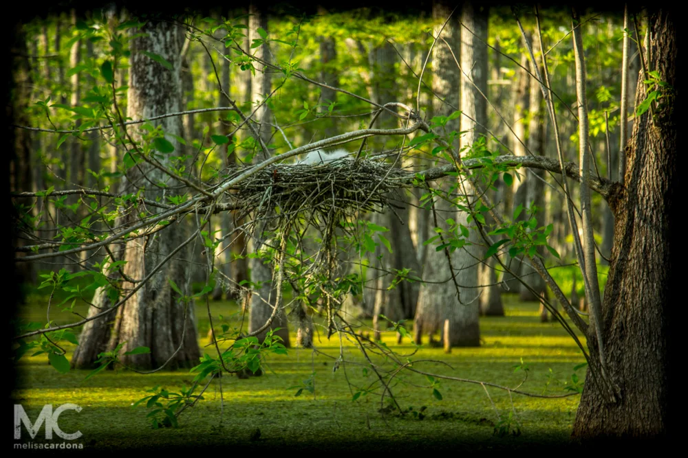 Swamp for Nick_web-7970.jpg