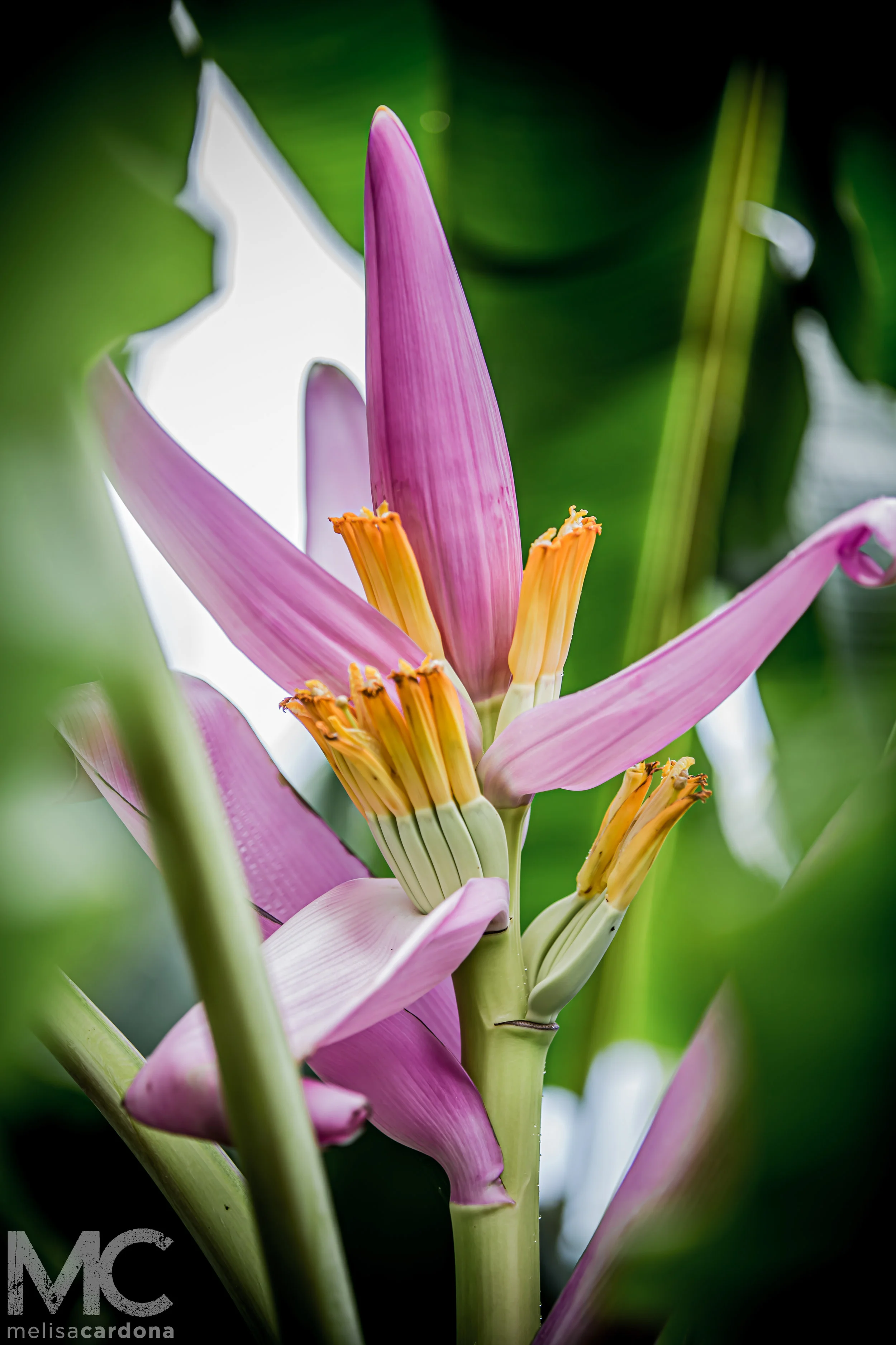 Flor de Platano_3.jpg