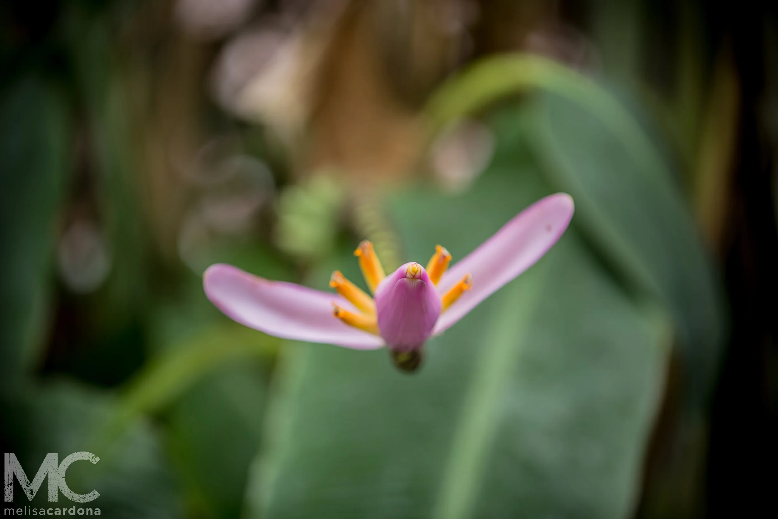 Flor de Platano_6.jpg