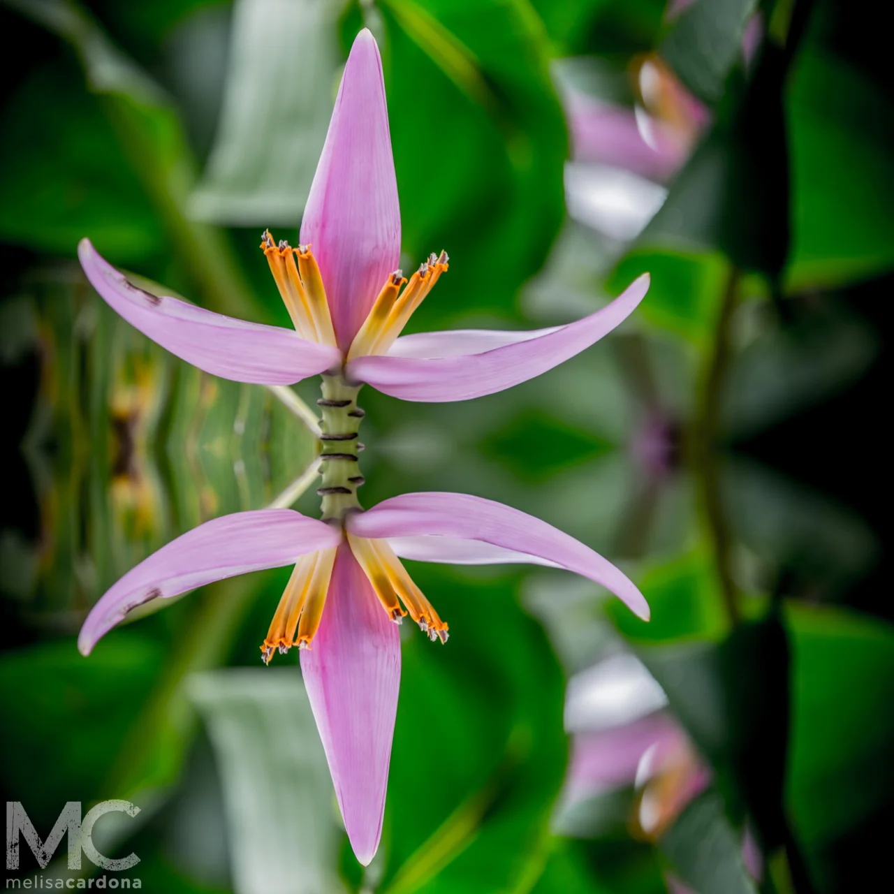 Flor de Platano_10.jpg