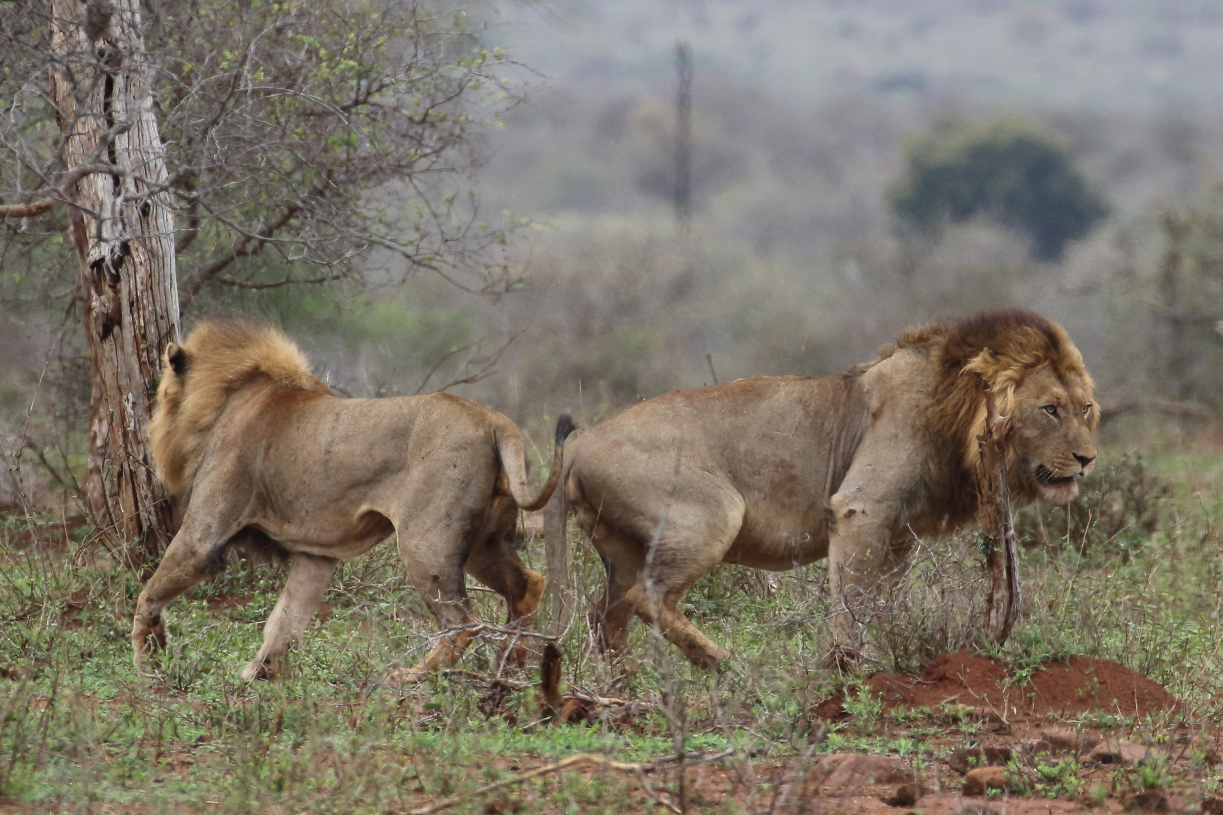 2015-09-12-10-04-14_Kruger-0001.JPG