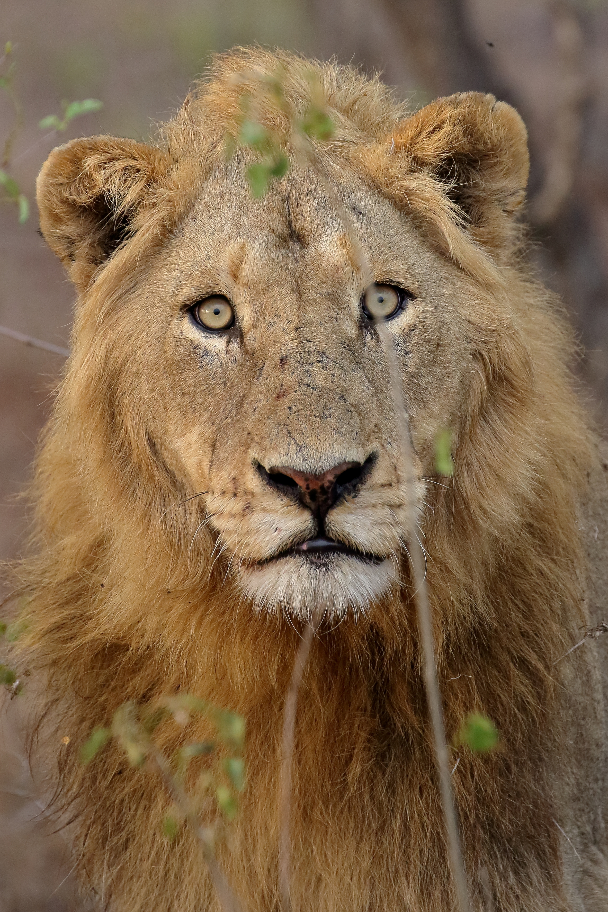 2015-11-14-06-05-33_Kruger.JPG