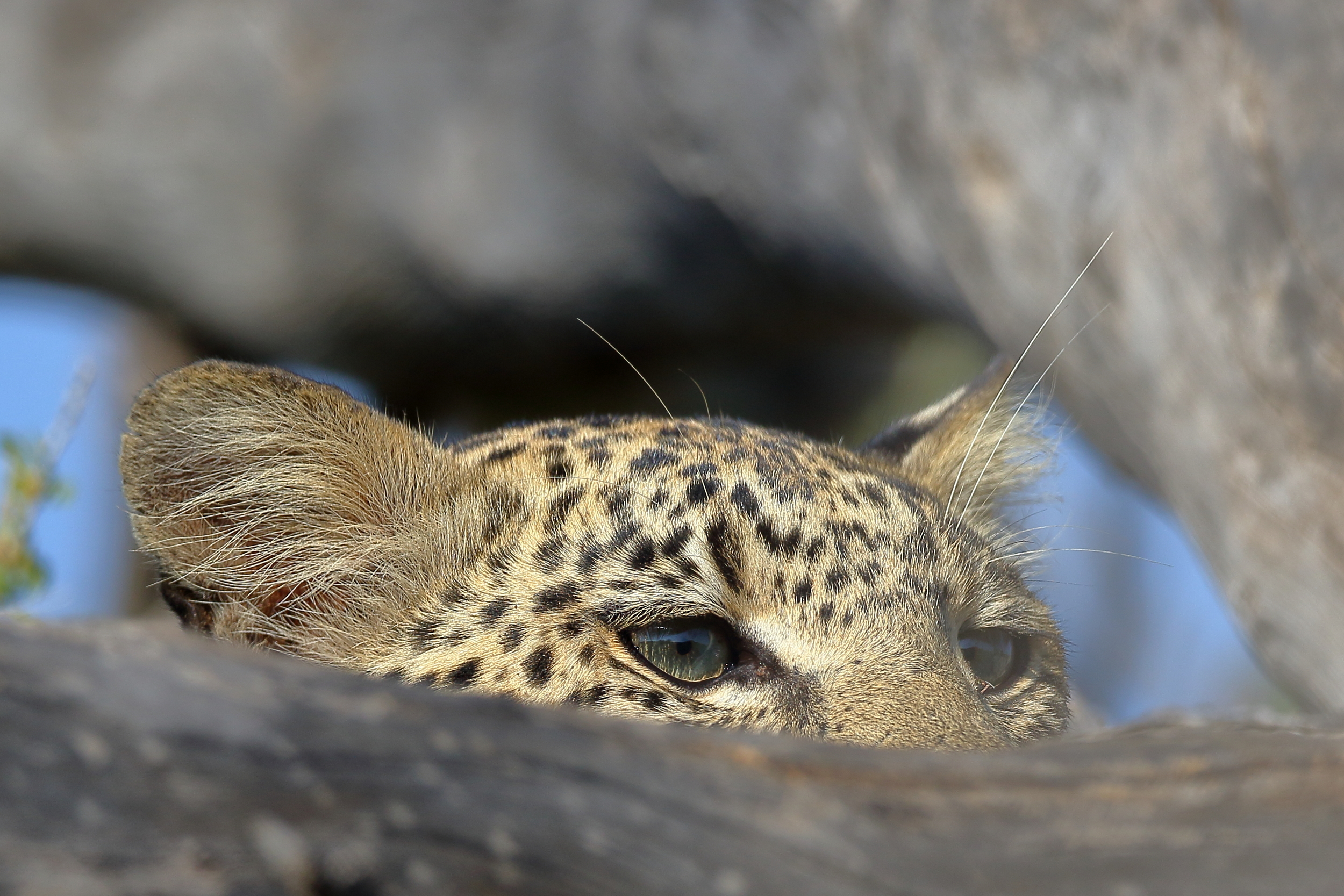 2016-04-15-09-16-56Kgalagadi-0001.JPG
