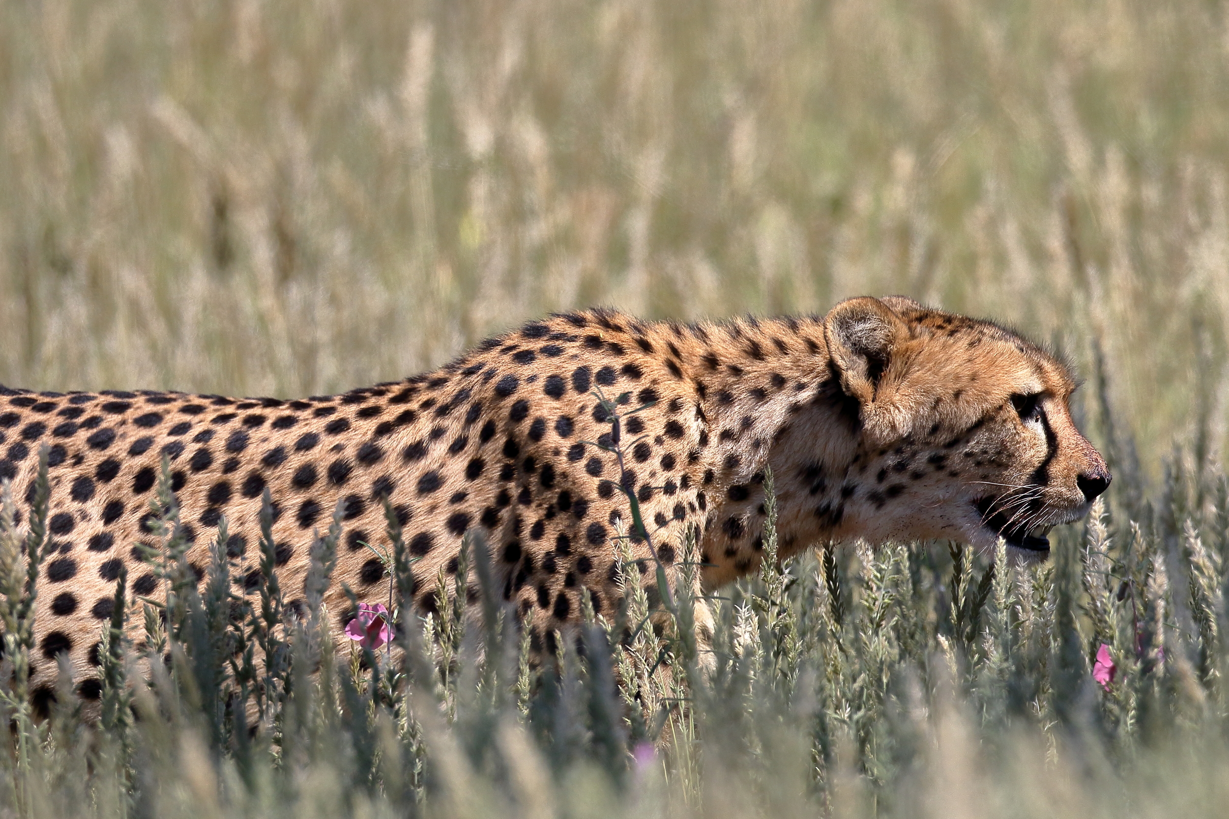 2016-04-15-12-46-13Kgalagadi.JPG
