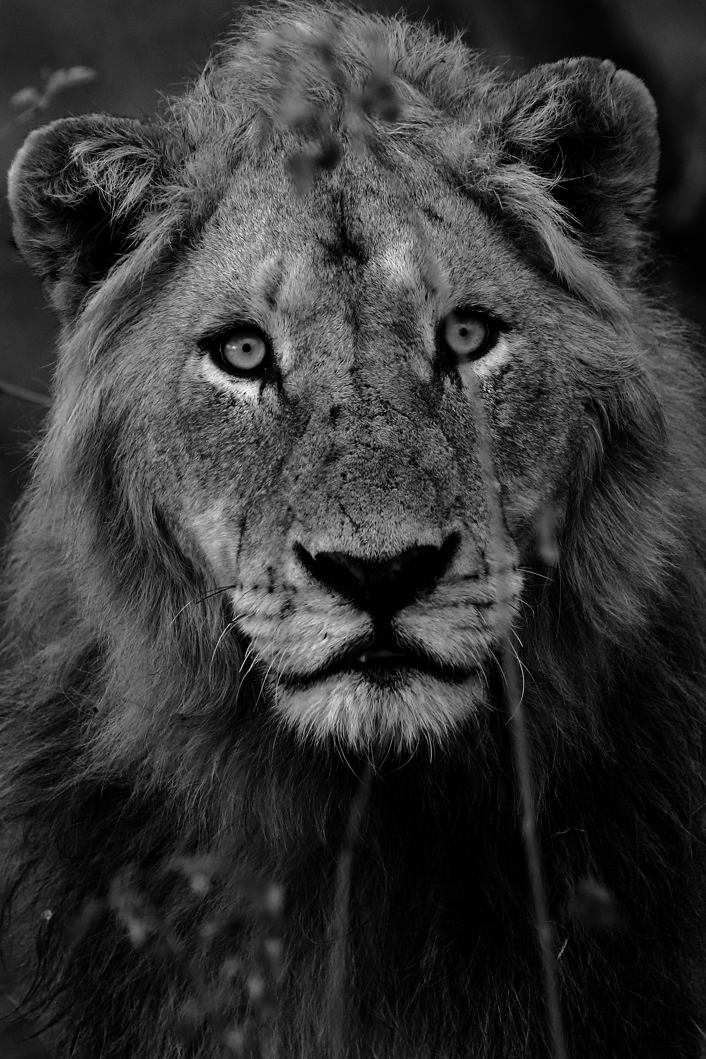 2015-11-14-06-05-33_Kruger_b&w.JPG