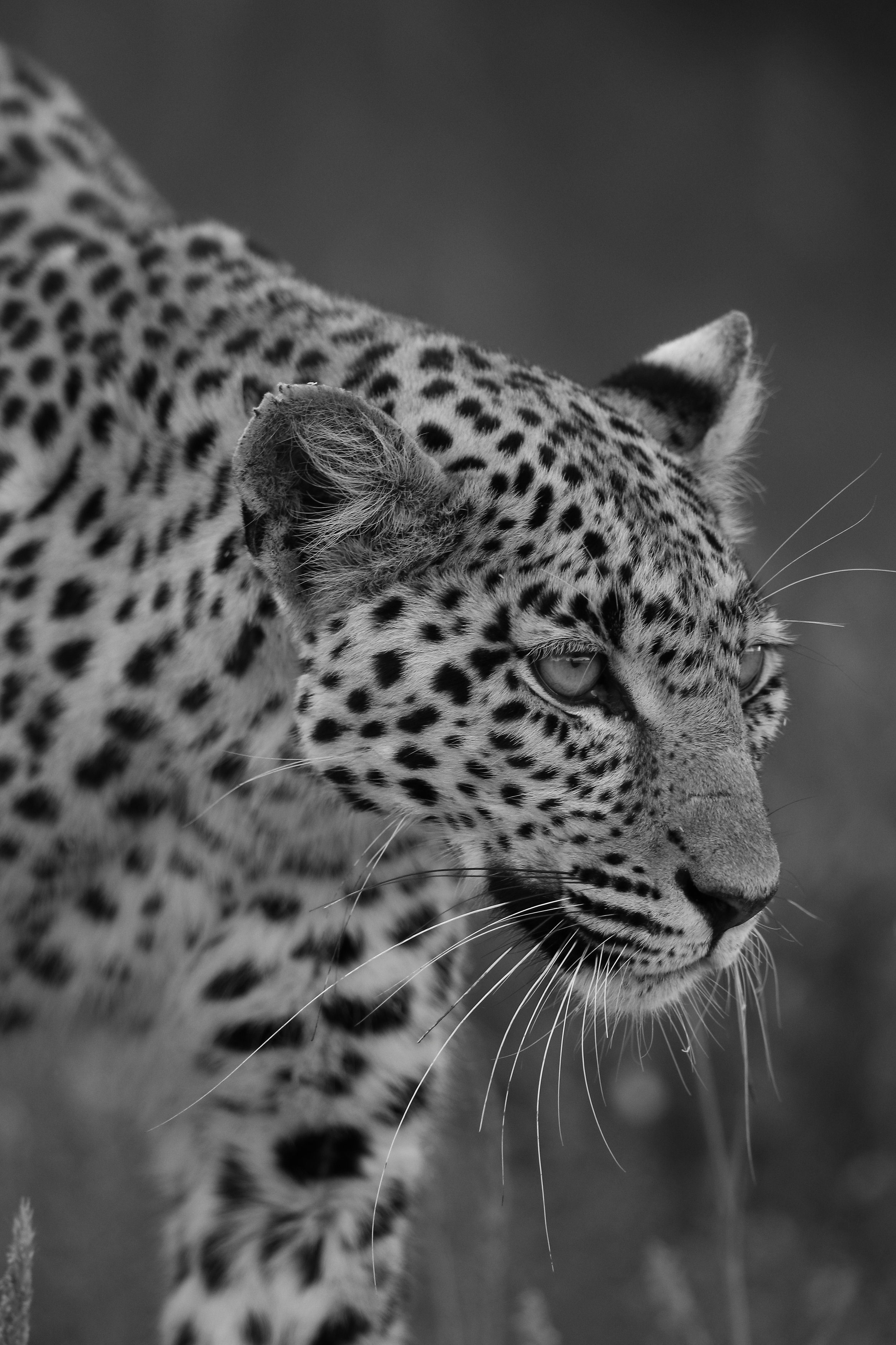 2016-04-14-17-36-11_Kgalagadi_b&w.JPG