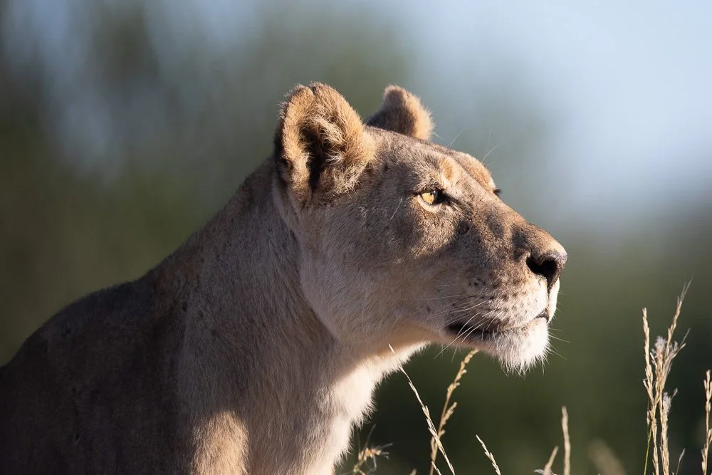 2016-04-12-07-48-18911Kgalagadi.jpg