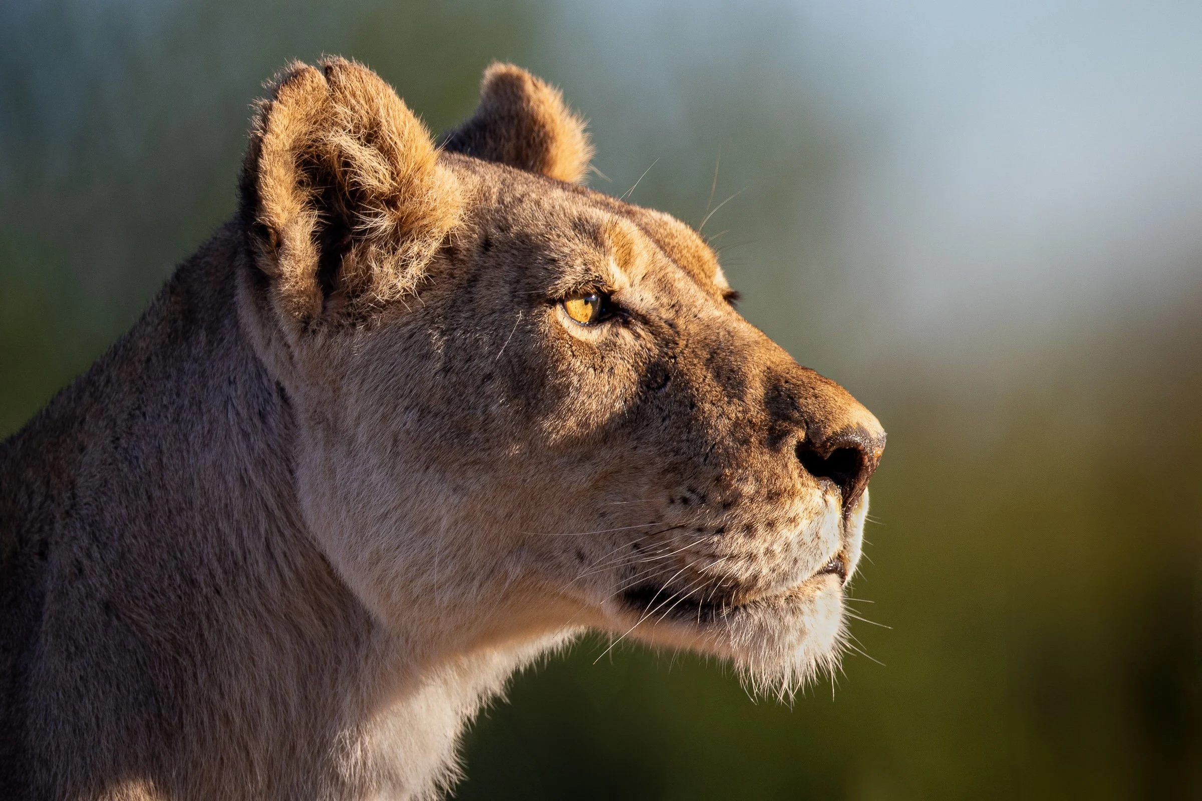 2016-04-12-07-48-18911Kgalagadi.jpg