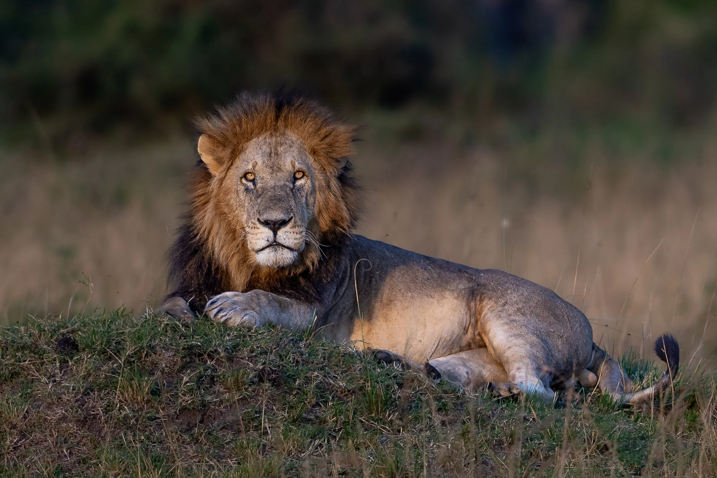 _22_08_10_18_14_08_Masai Mara_6268.jpg