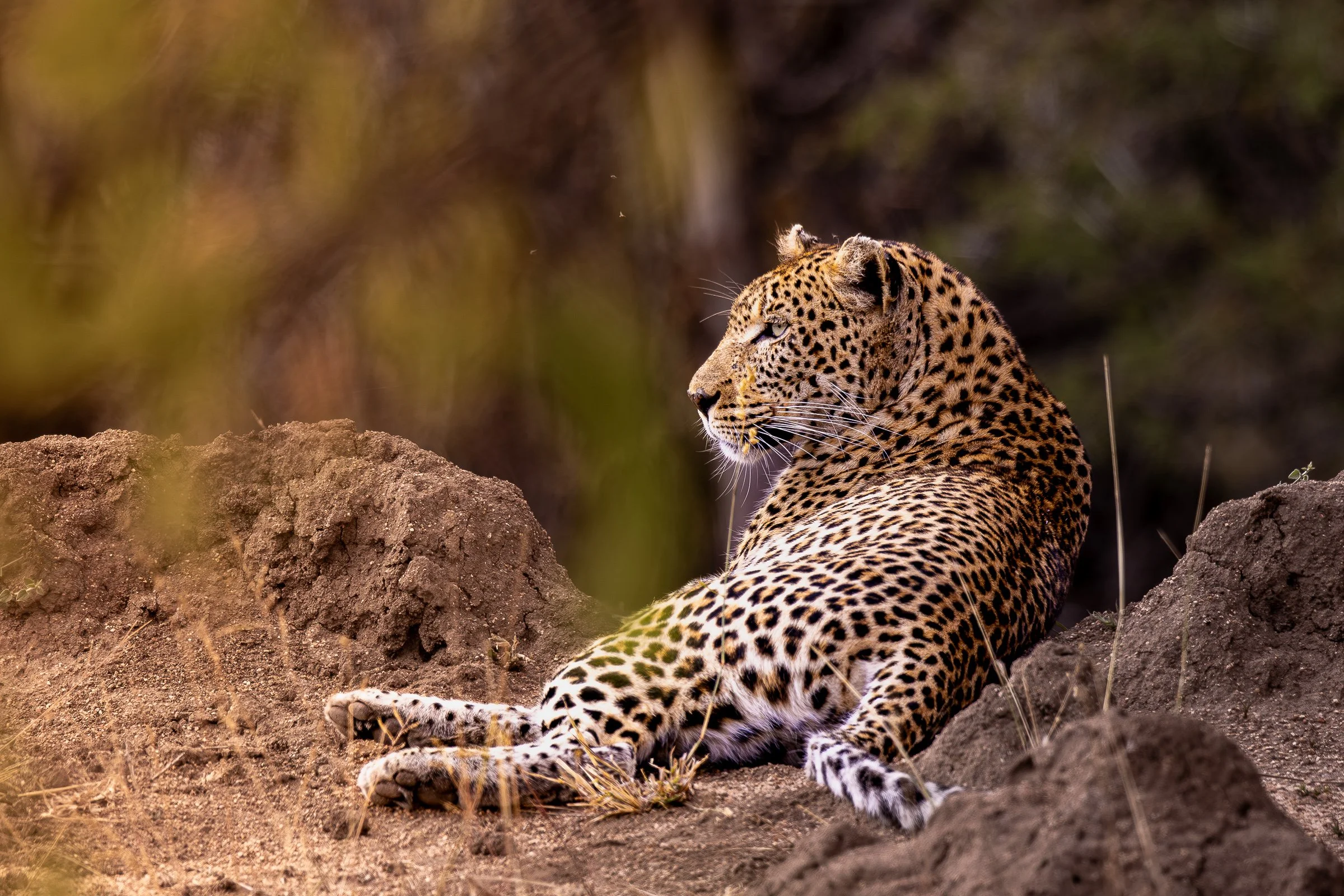 2016-06-05-11-31-33_Kruger-0003-Enhanced-NR.jpg