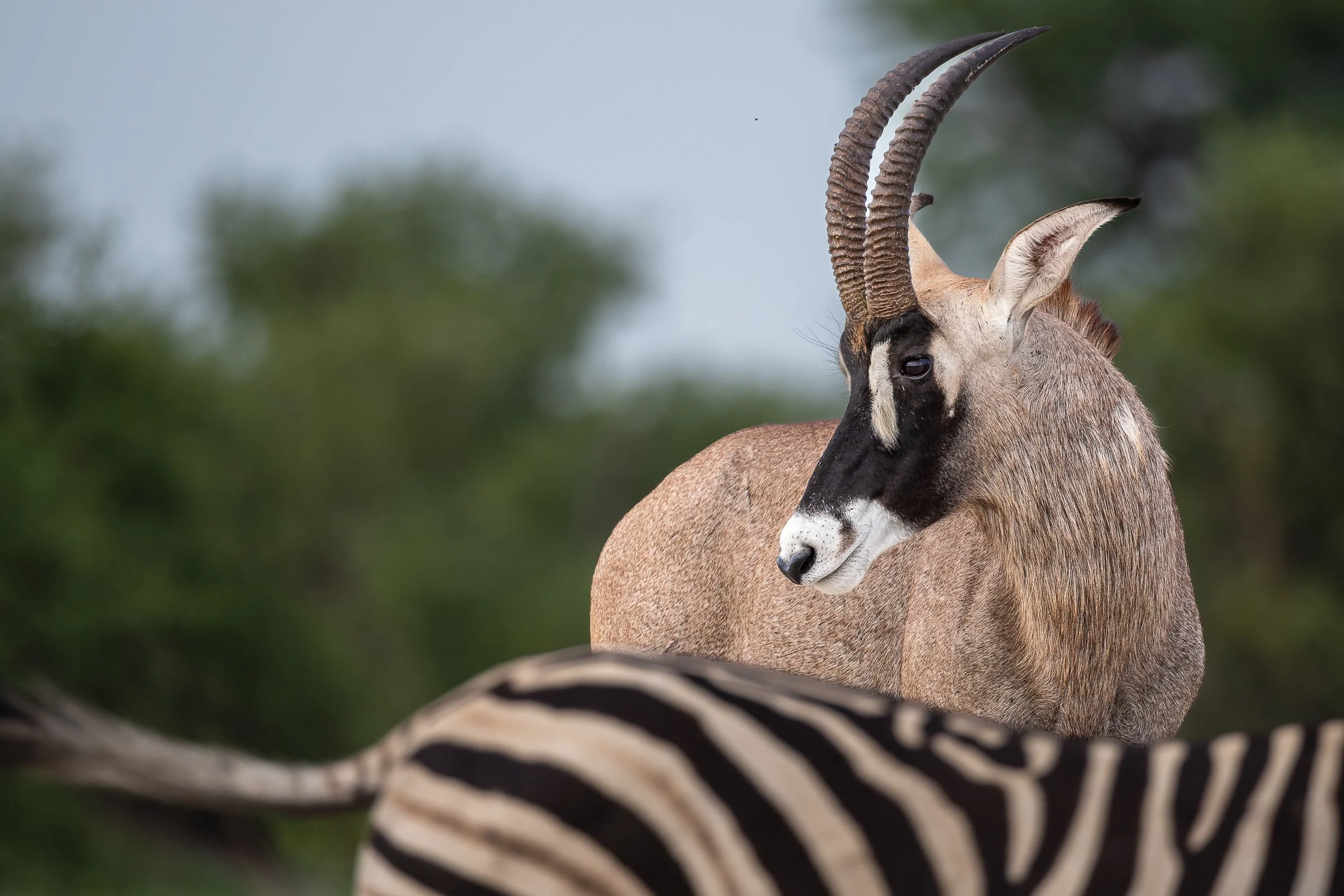 2016-01-02-07-55-46_Savuti, Botswana.jpg