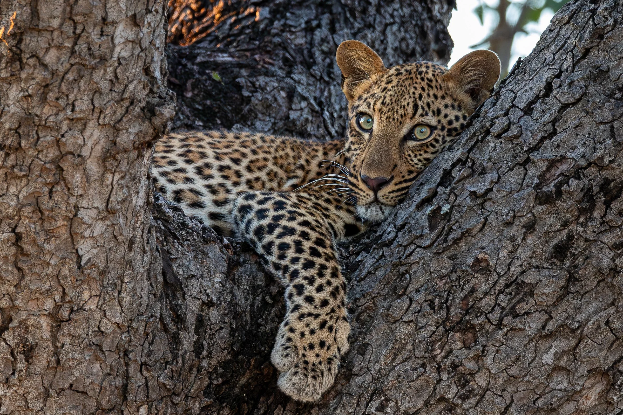 2016-03-28-17-46-52_Kruger-Enhanced-NR.jpg