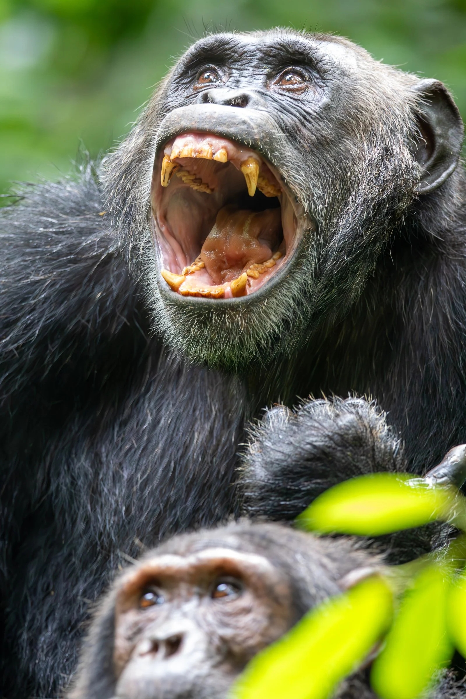 2016-05-01-09-01-57_Kibale, Uganda-0002-Enhanced-NR.jpg