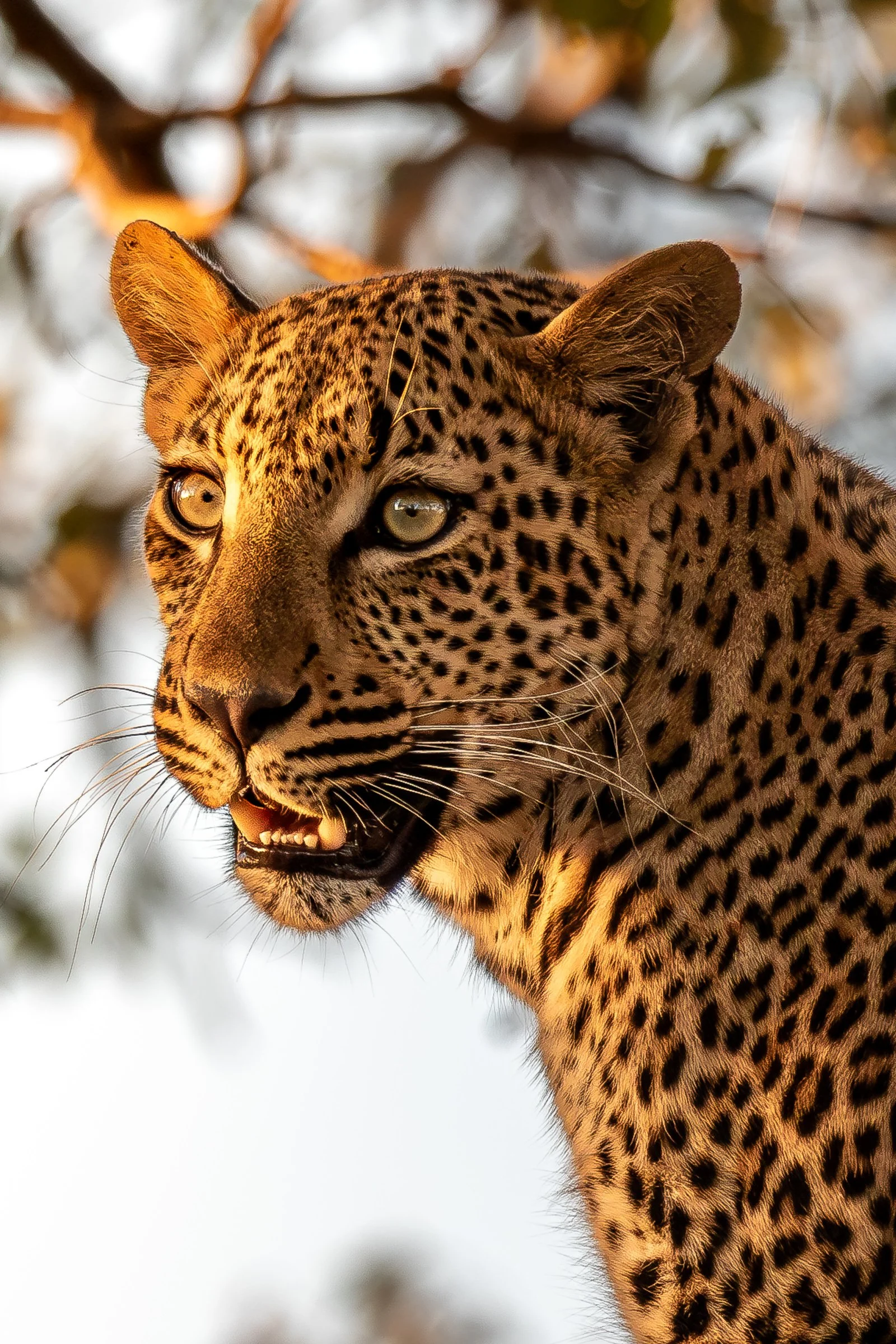 2016-03-28-17-38-33_Kruger-0001-Enhanced-NR.jpg