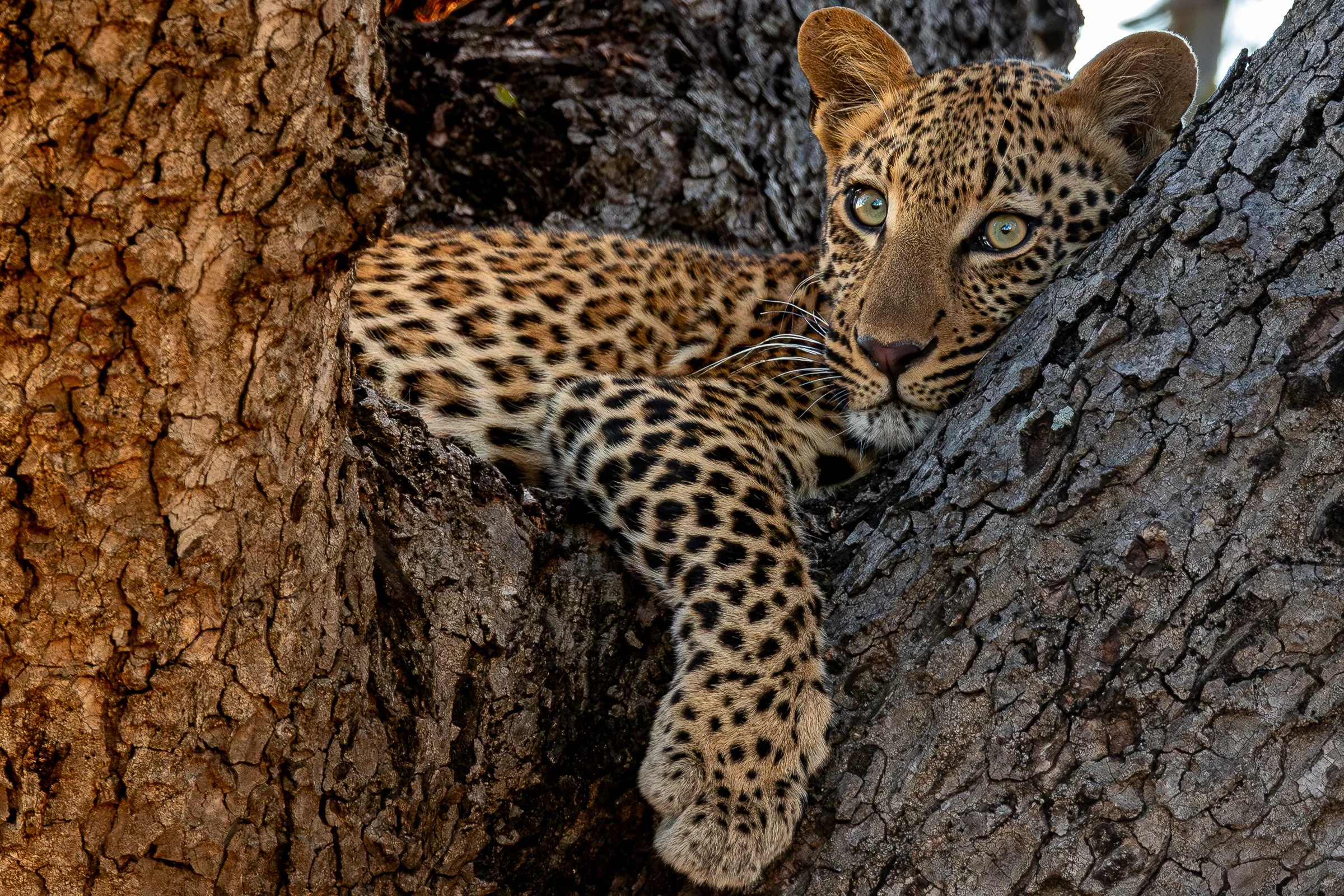 2016-03-28-17-46-52_Kruger-Enhanced-NR.jpg