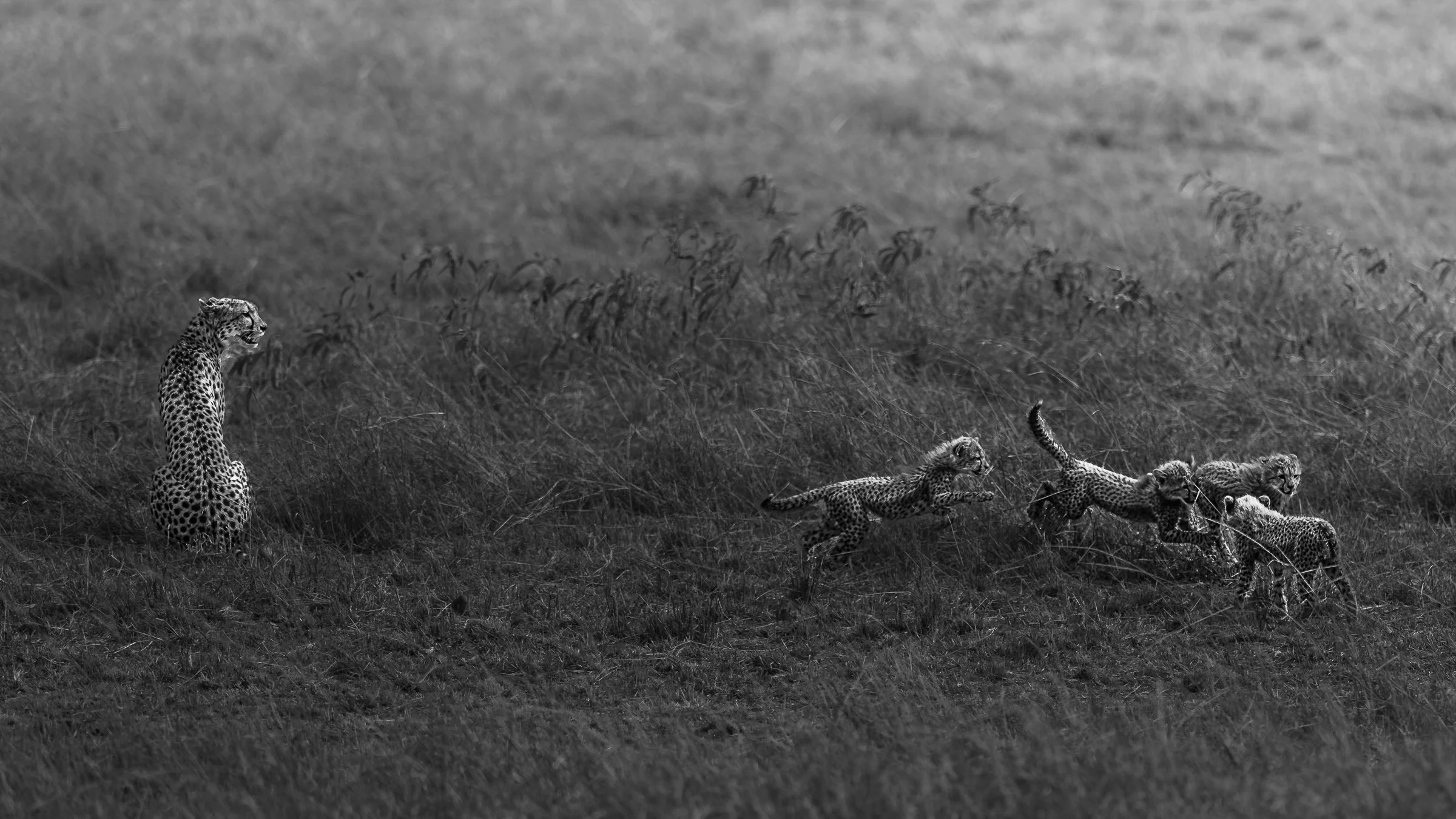_22_08_13_09_36_42_Masai Mara_9796-Enhanced-NR.jpg