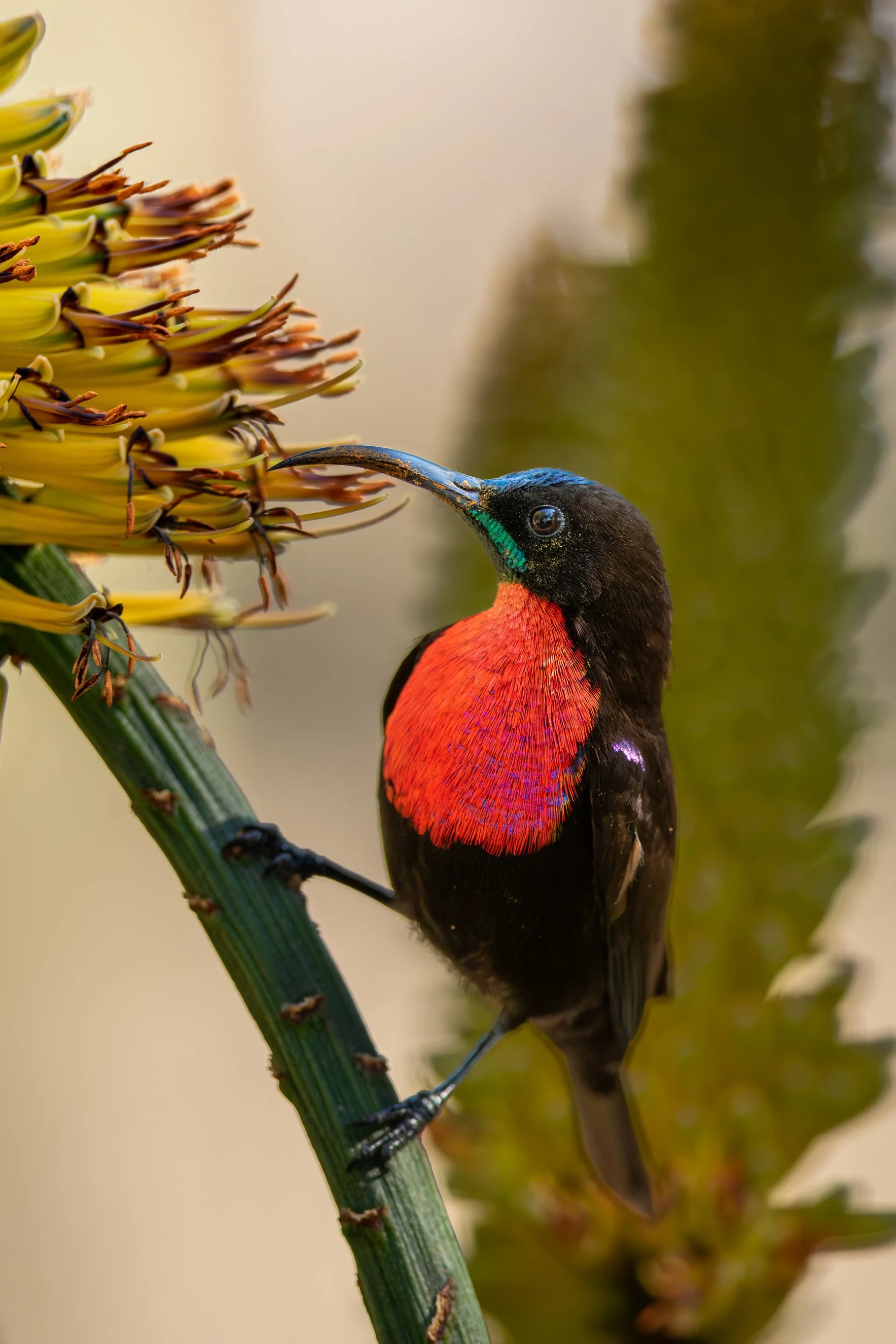 2016 Kruger_20160626_1336363636_8566.jpg