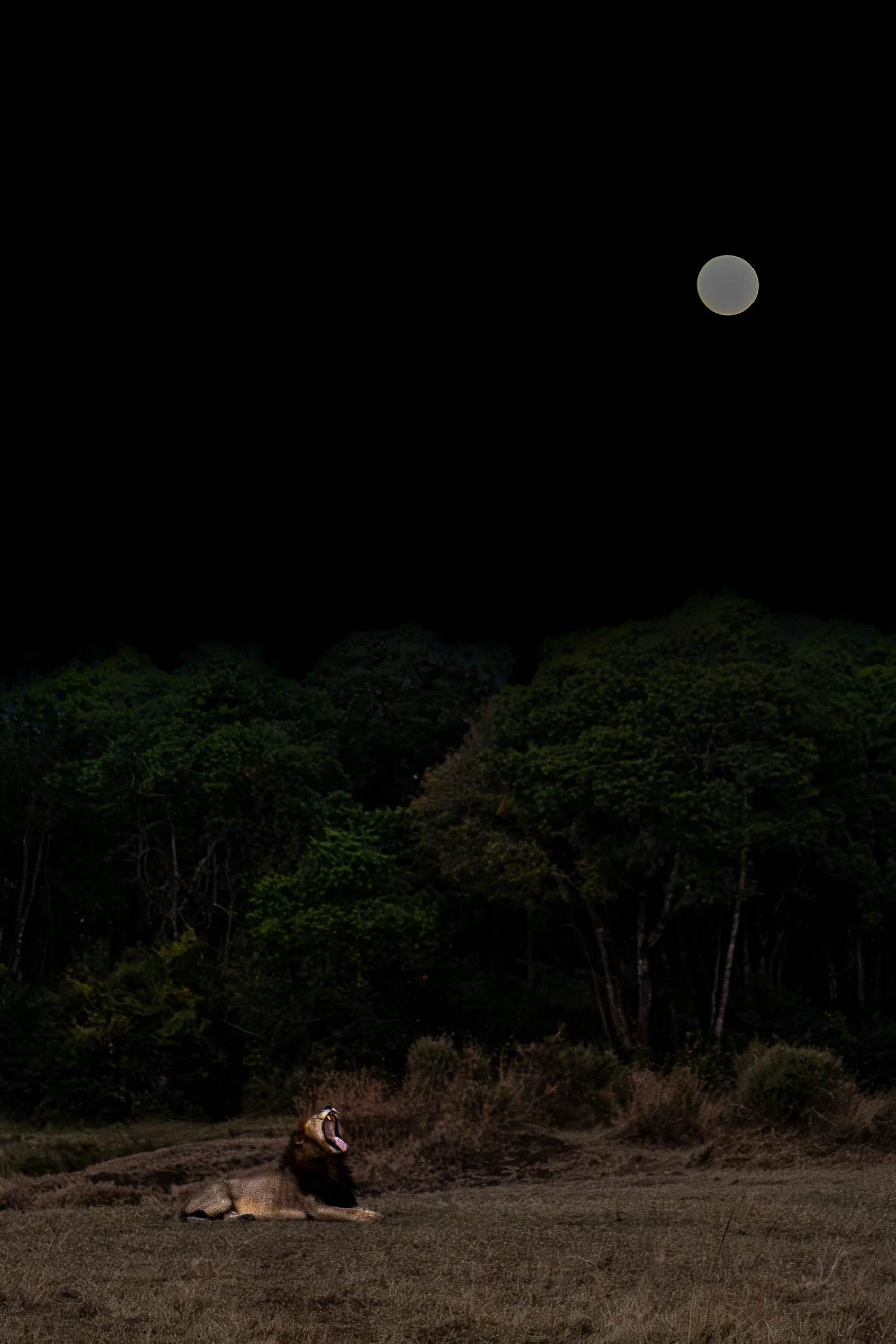 2022 Masai Mara_20220811_1759594242_20748.jpg