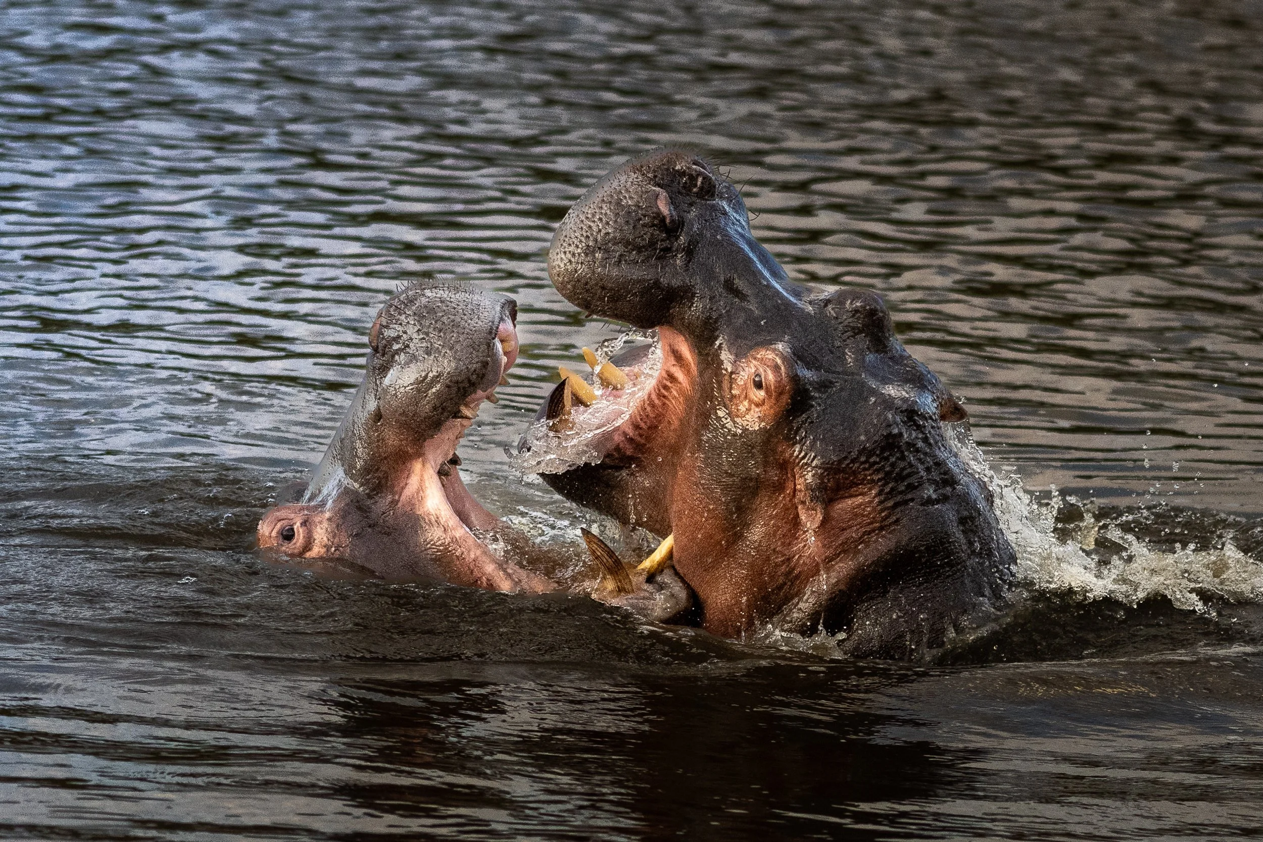 2022 Masai Mara_20220811_1824242525_20764.jpg