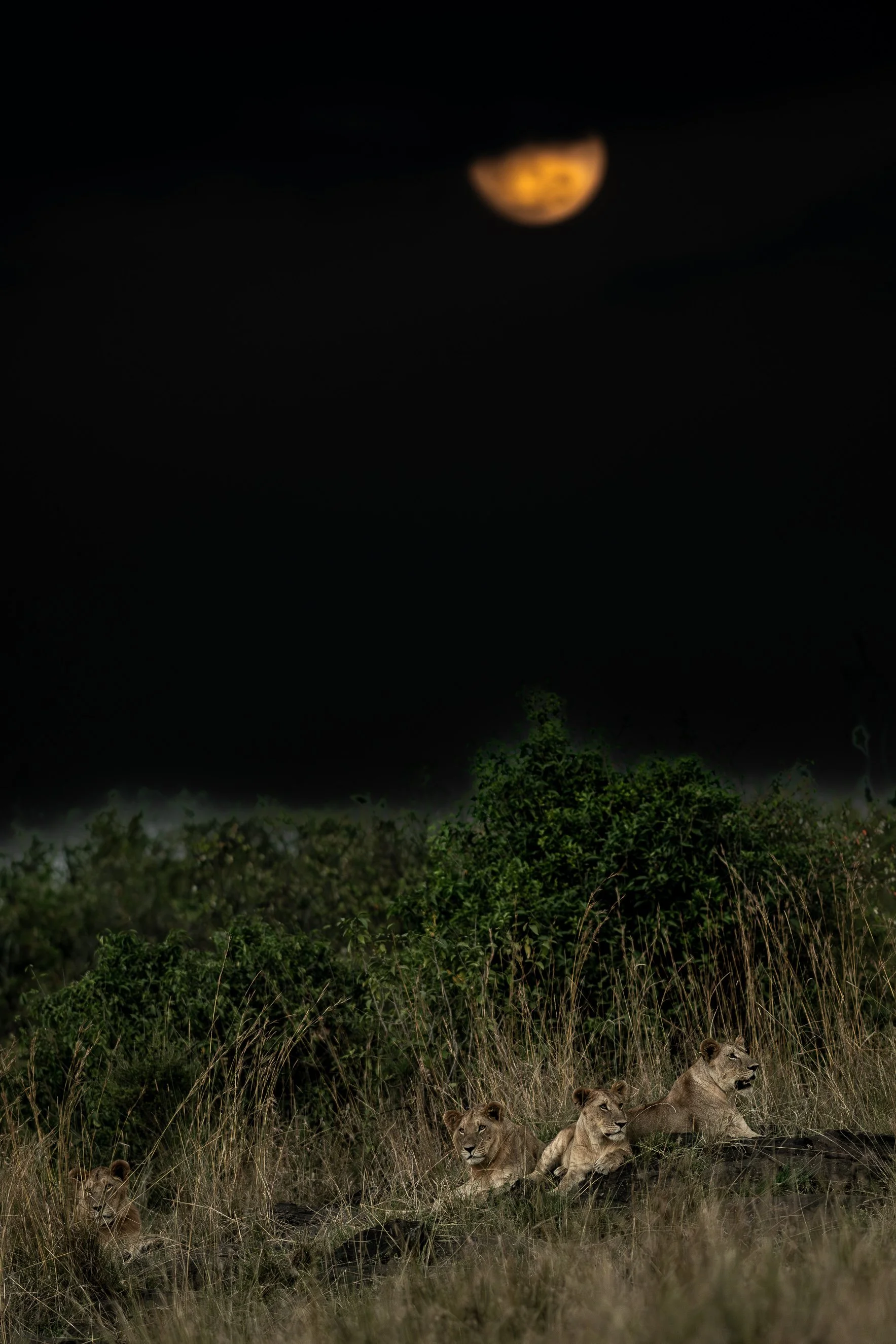 2022 Masai Mara_20220811_1848484646_20914.jpg