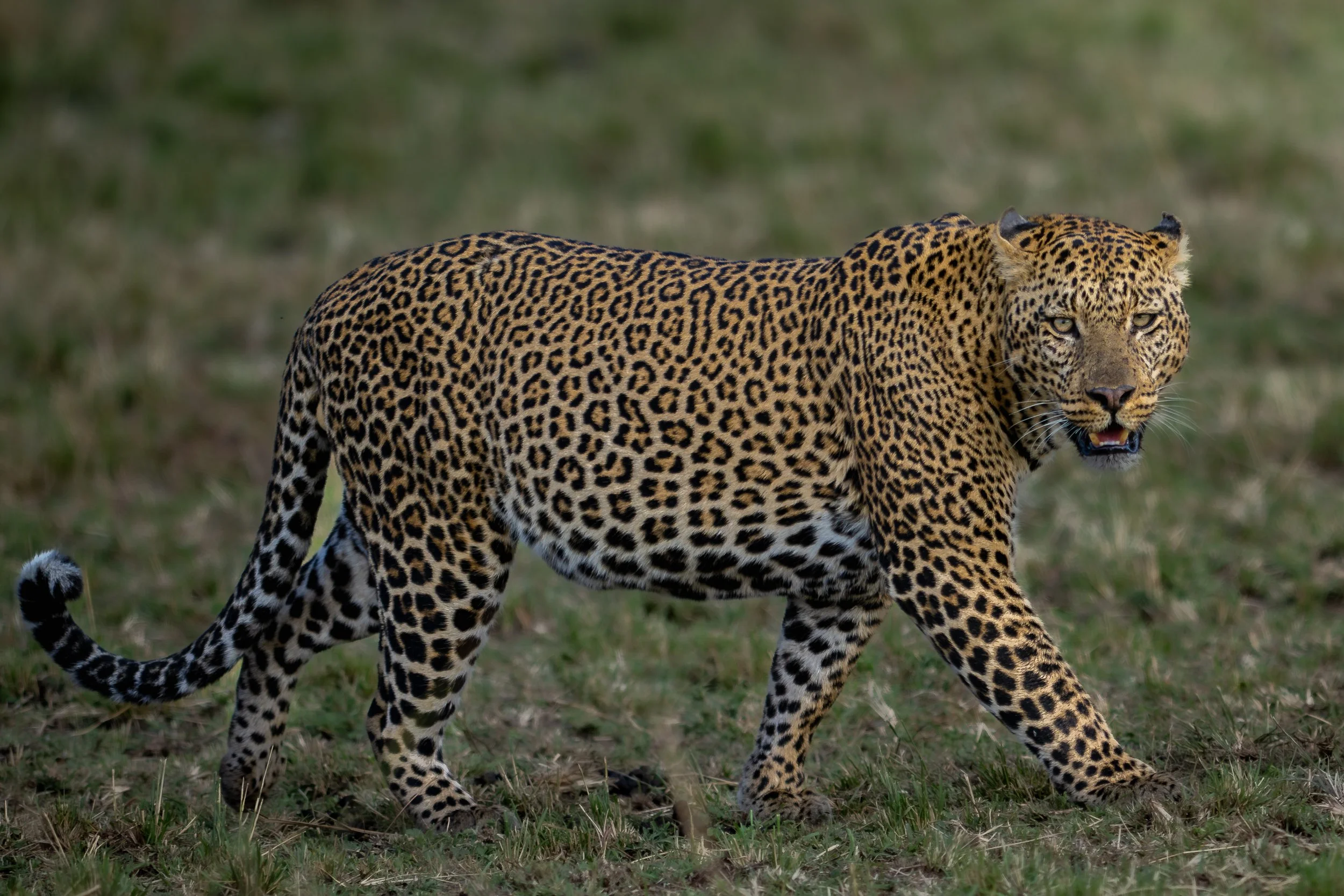 2022 Masai Mara_20220812_0901015454_21003.jpg