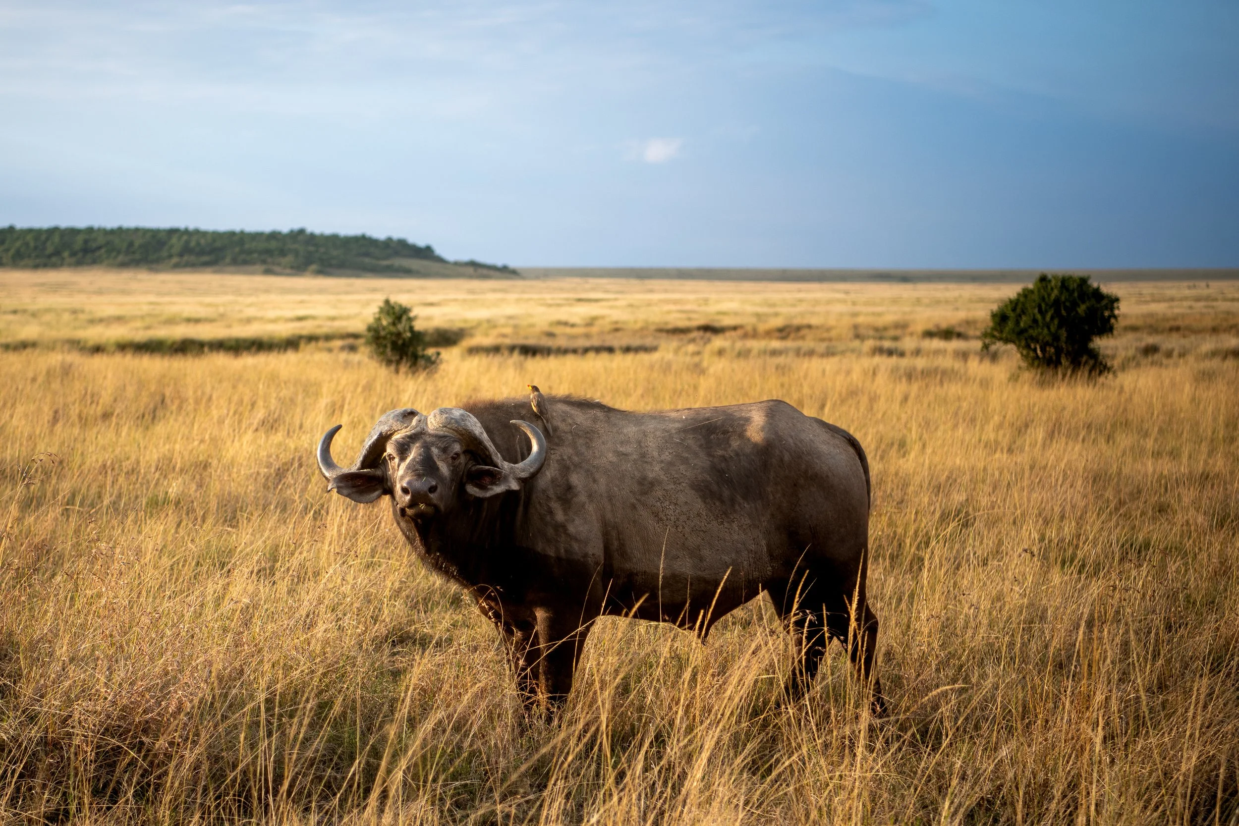 2022 Masai Mara_20220813_0637373737_21150.jpg