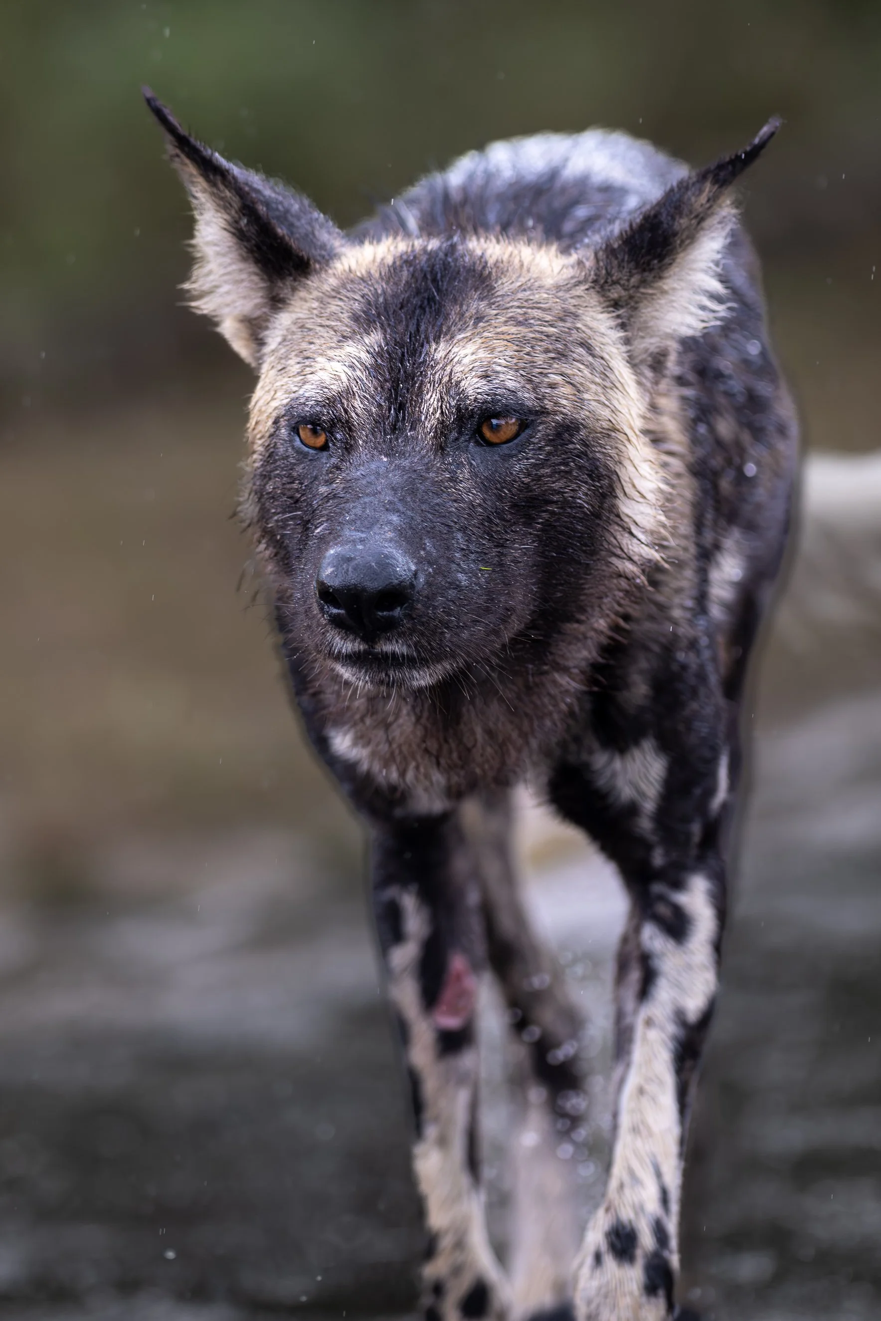 2023 Kruger_20230203_0819192828_25128.jpg