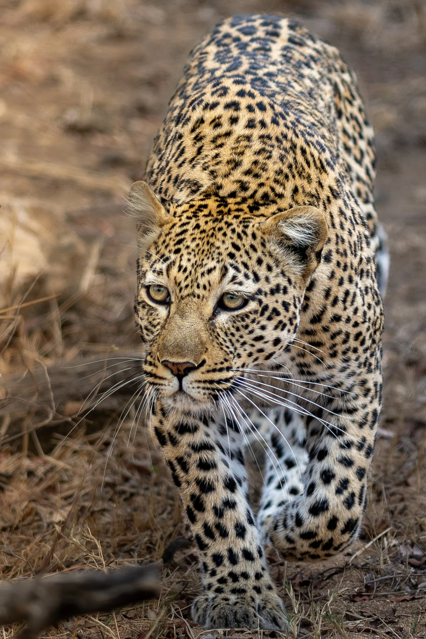 2024 Kruger_20240930_1140402323_29182.jpg