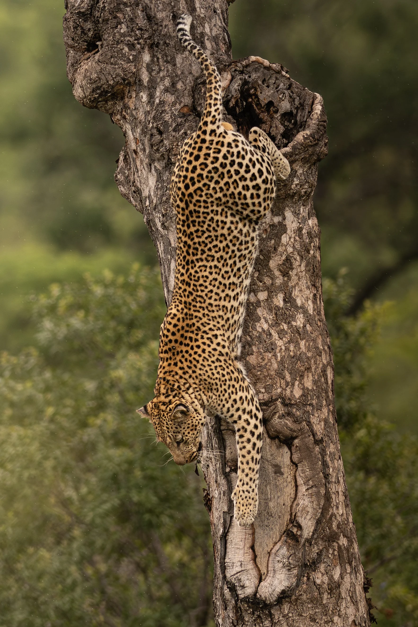 2025 Kruger_20251218_0829290303_32191.jpg