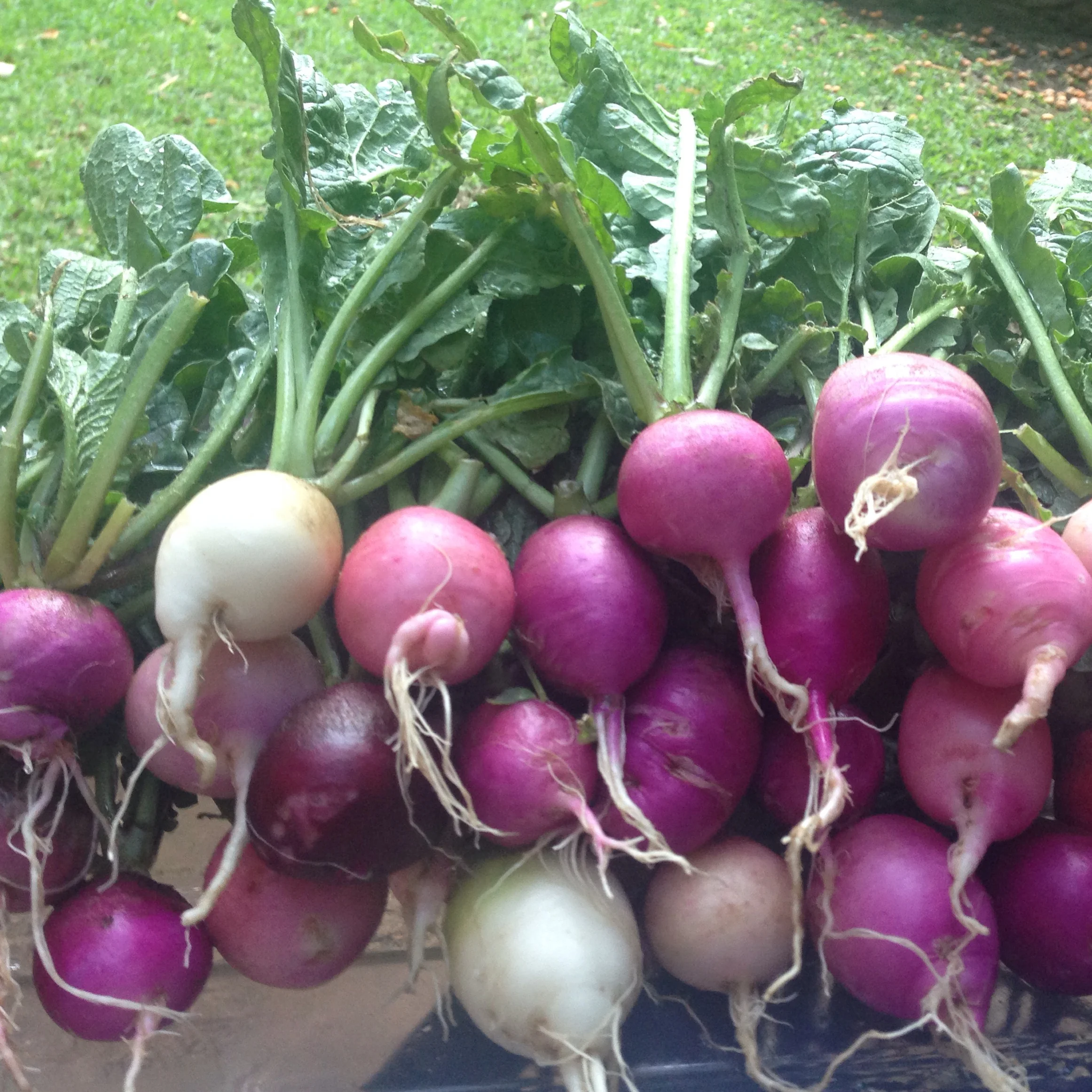 Yummy Radishes! — Purusha Ayurveda