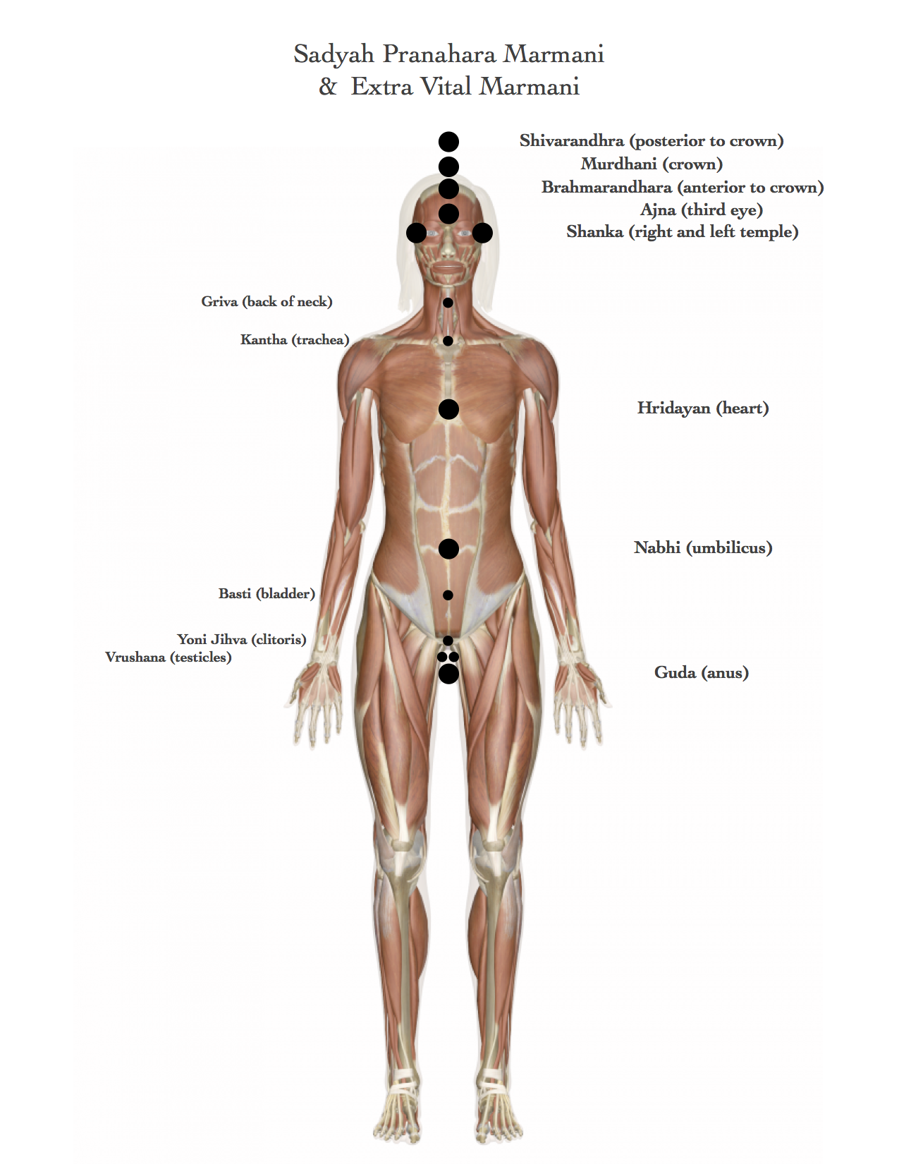 Marma Points of Ayurveda — Purusha Ayurveda