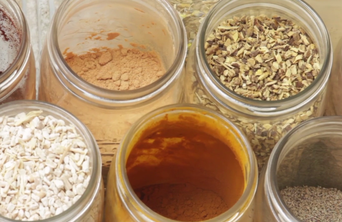 Vidari Kanda, the Grandmother of Indian Ginseng — Purusha Ayurveda