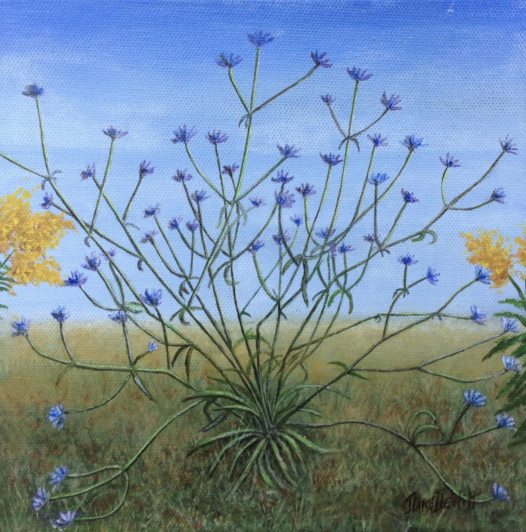 Chircory up close.JPG