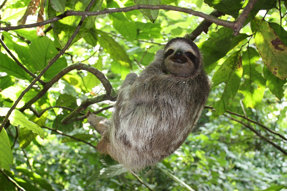 sloth-panama.jpg