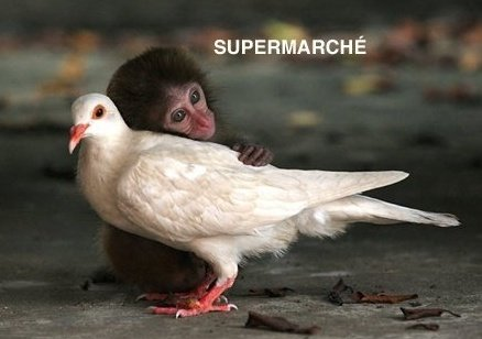 monkey_dove_love.png