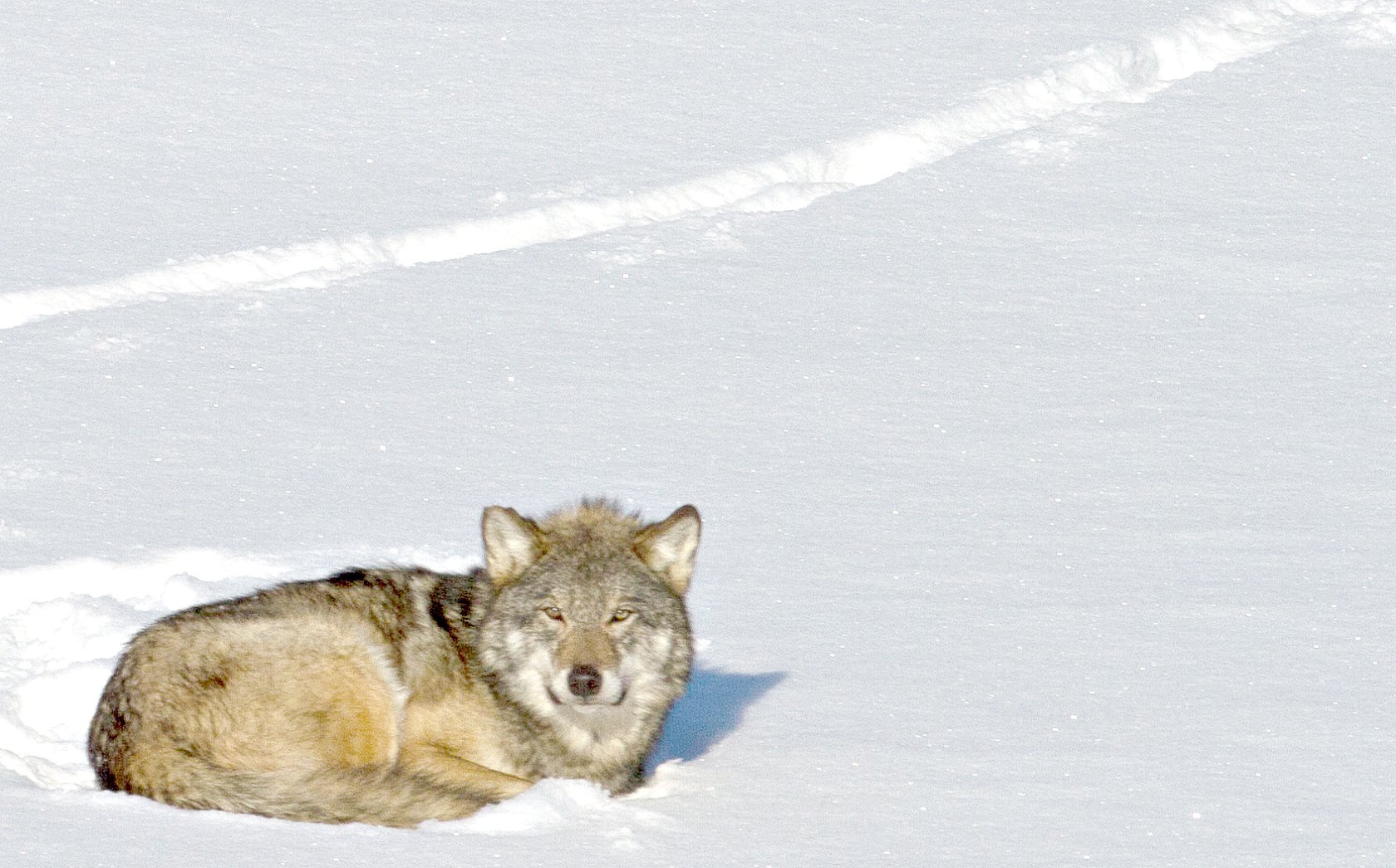 wolf.jpg