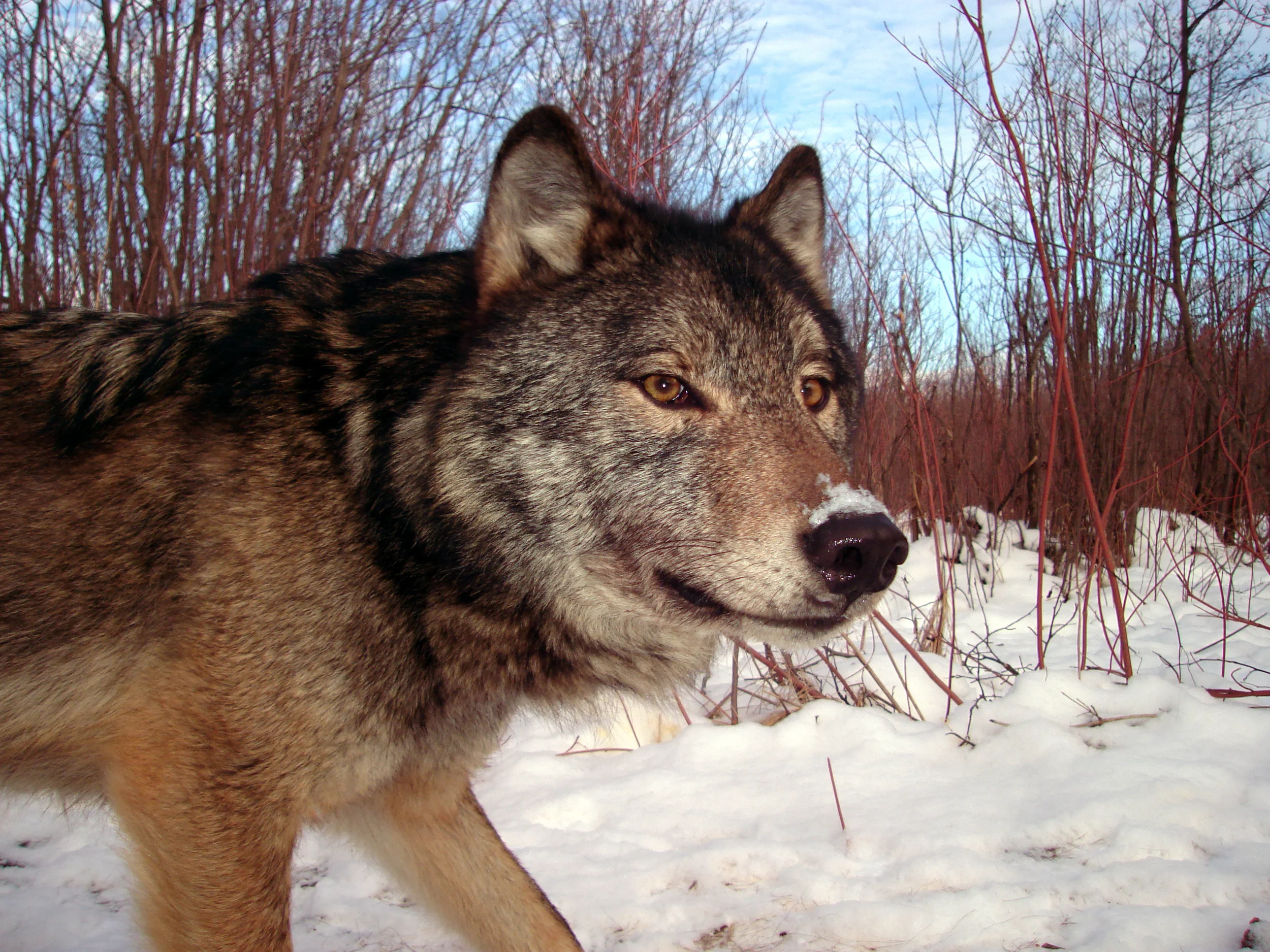 this wolf wants to be your friend.jpg