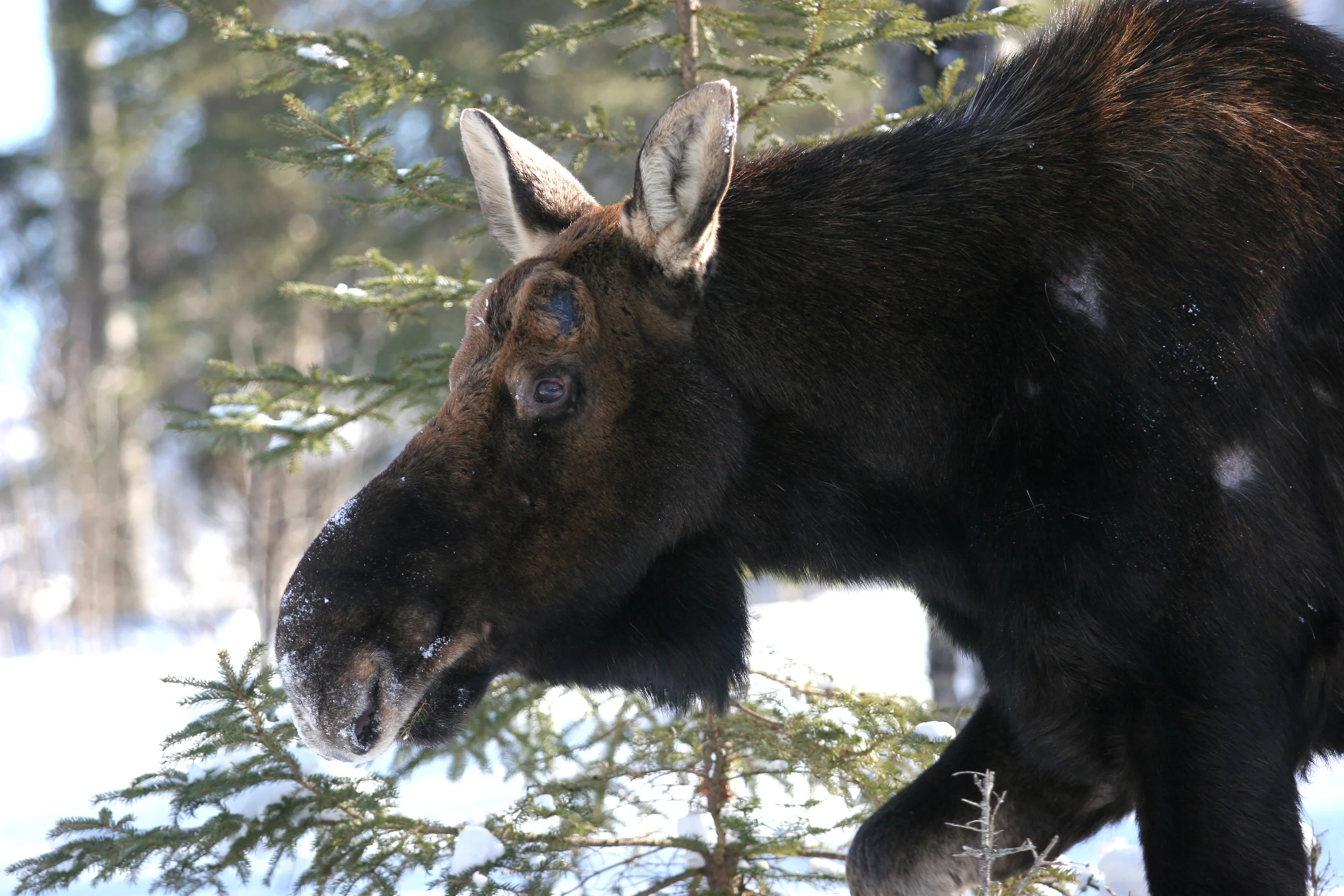 This moose wants to be your friend too.jpg