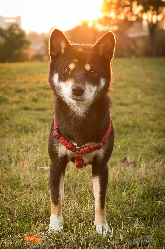 Shiba Inu Kiru stehend während dem Sonnenuntergang.
