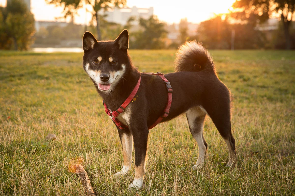 Shiba-Inu-stehend-seitlich-2.jpg