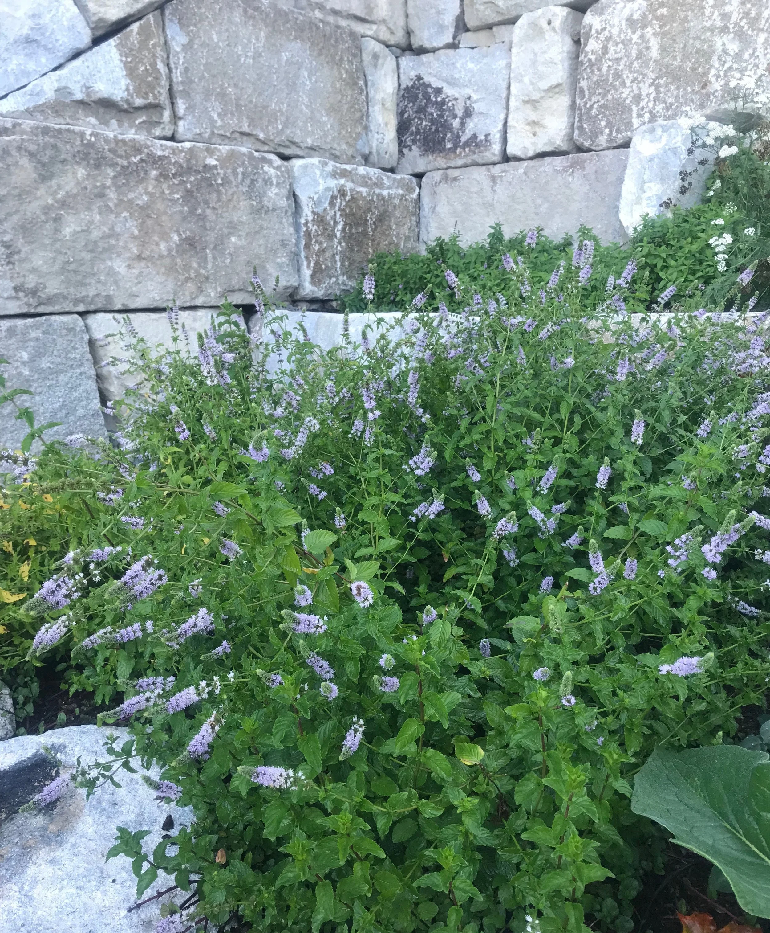 Plant spotlight: mentha spicata spearmint