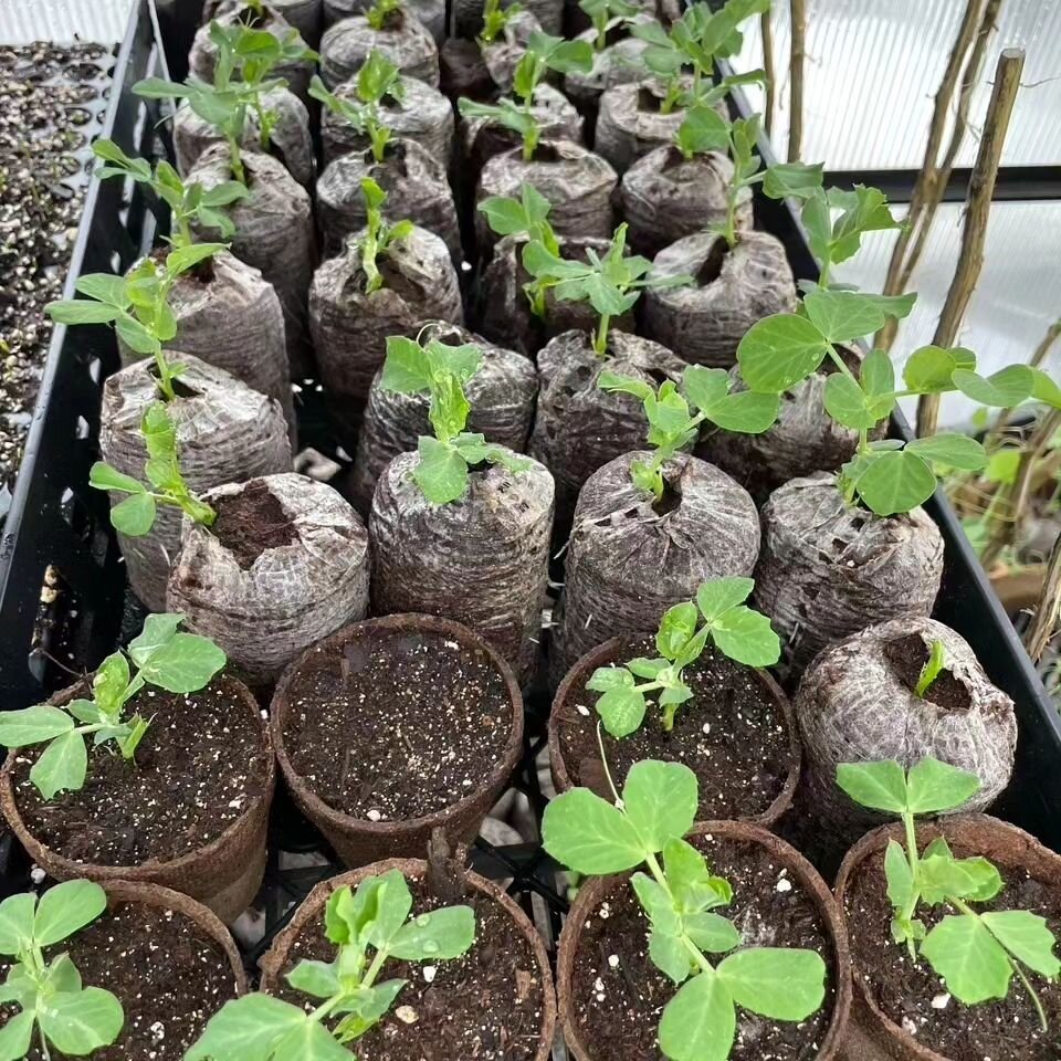 With the spring equinox less than a month away, Jeremy Tackett, our Director of Sustainable Farming at Hillside, has set up a greenhouse and already quite a few seeds have sprouted! So far, peas, kale, mustard, and hollyhock have already been potted-